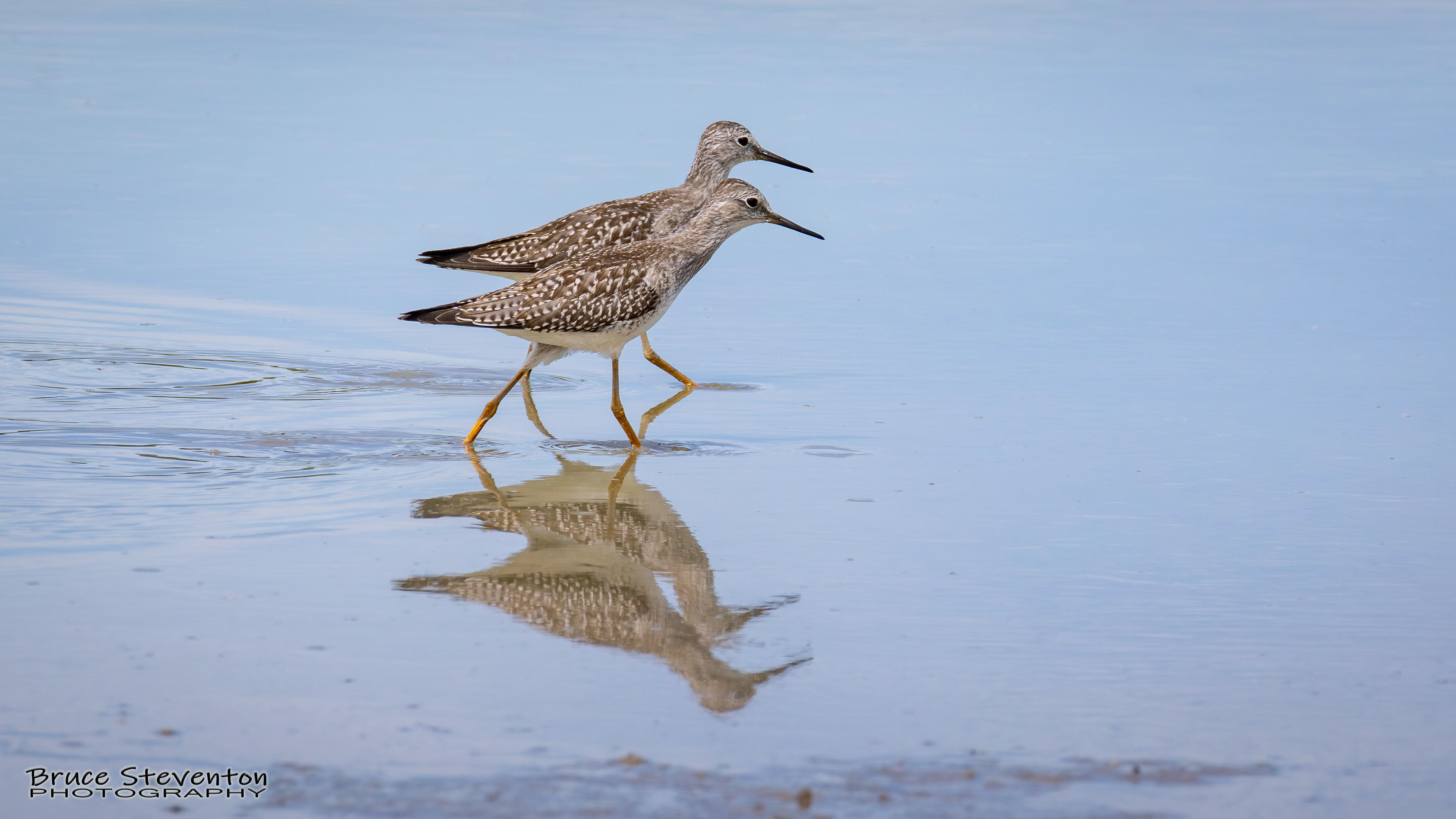 Lesser Yellowlegs