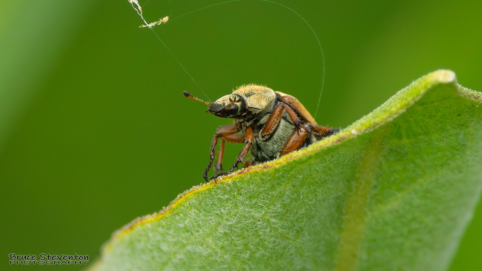 Beetle on Milkweed (Rose Chafer?)