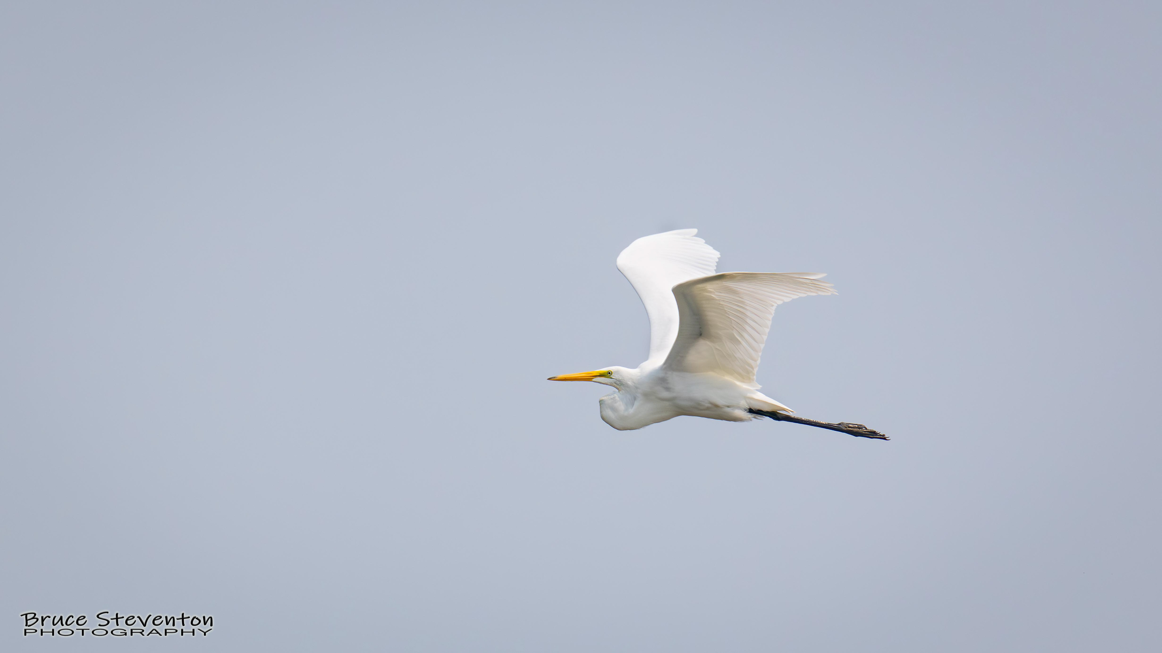 Great Egret