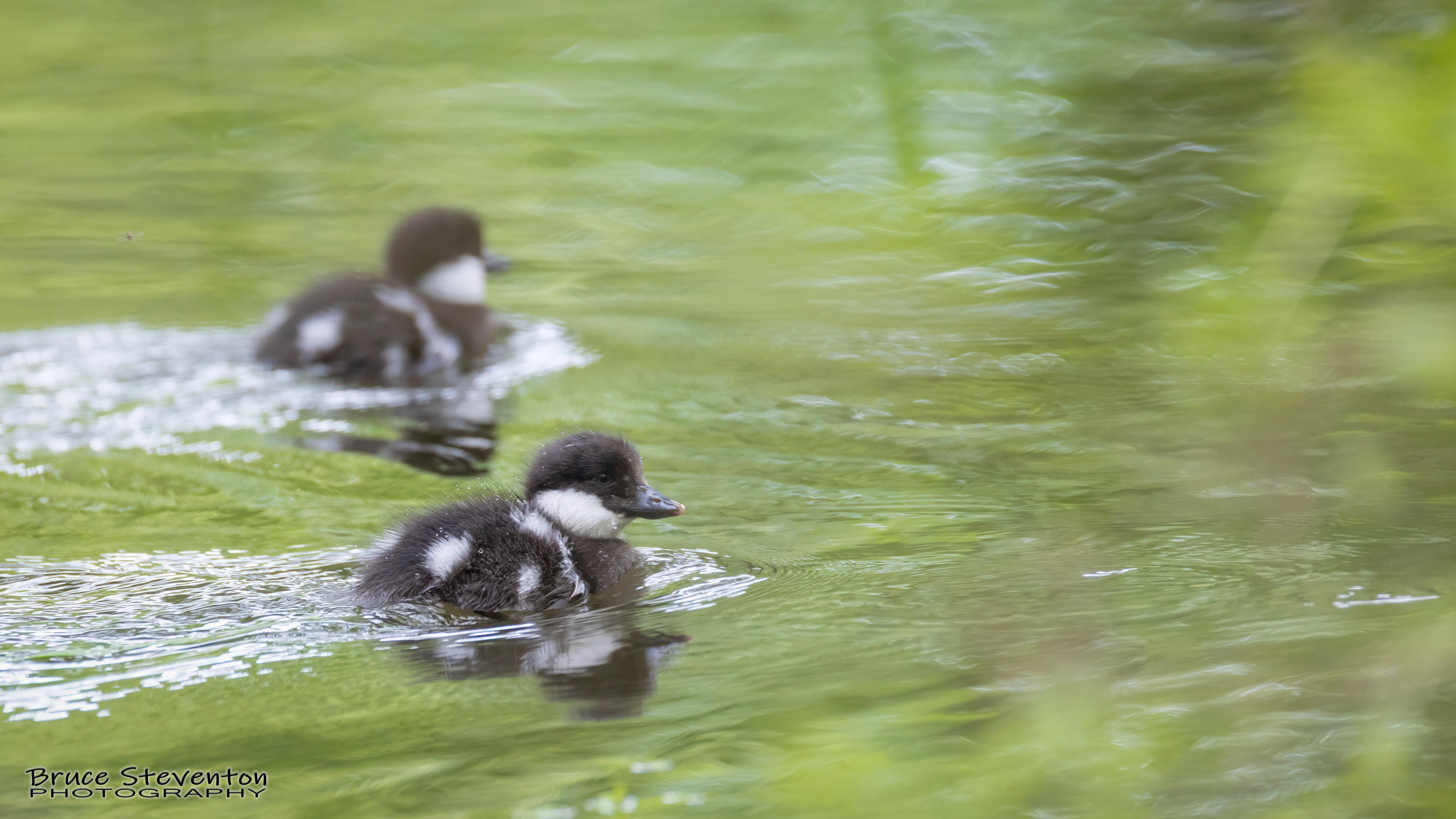 Common Goldeneye - Vergennes, VT