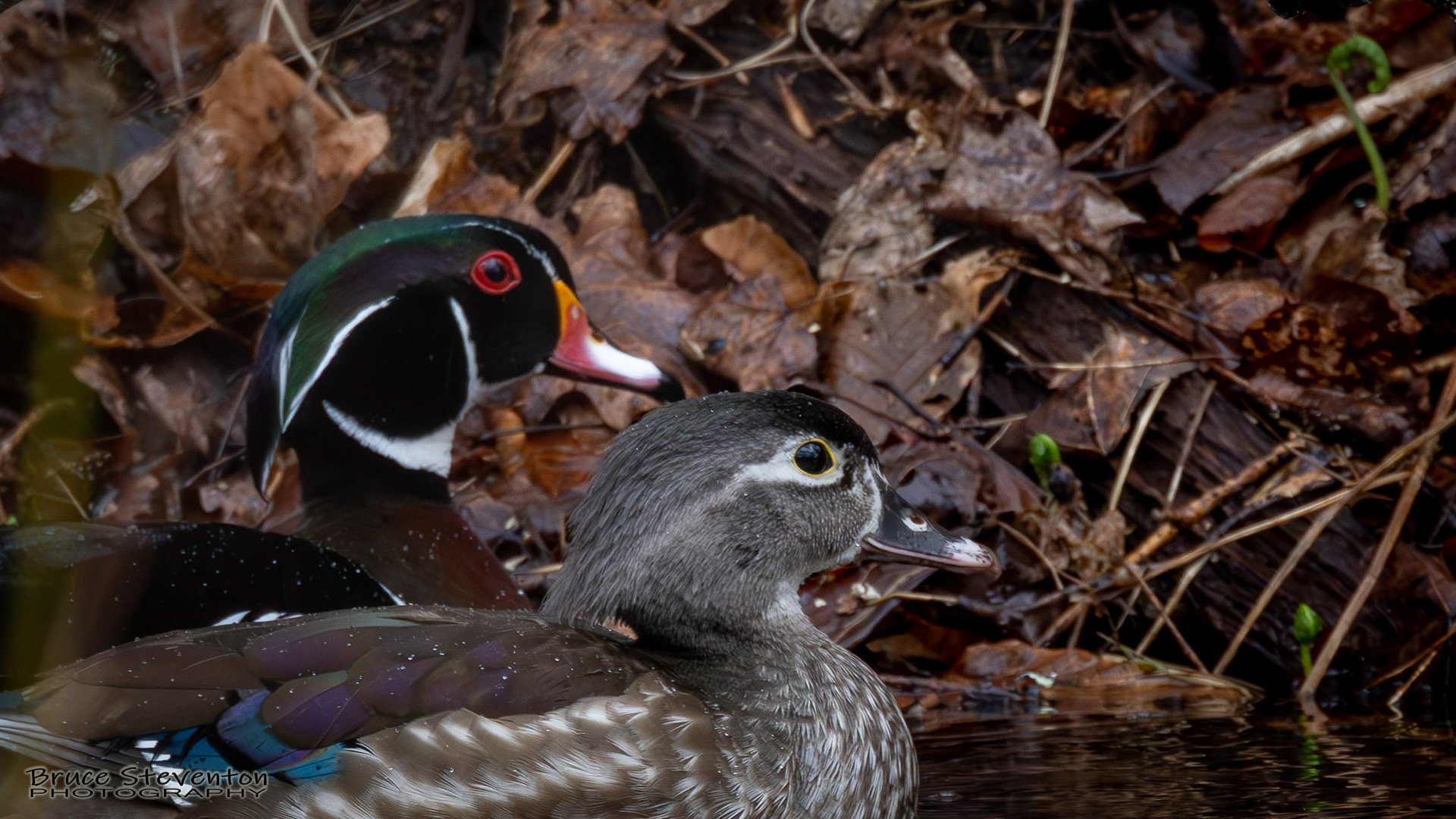 Wood Duck, Rochester, VT