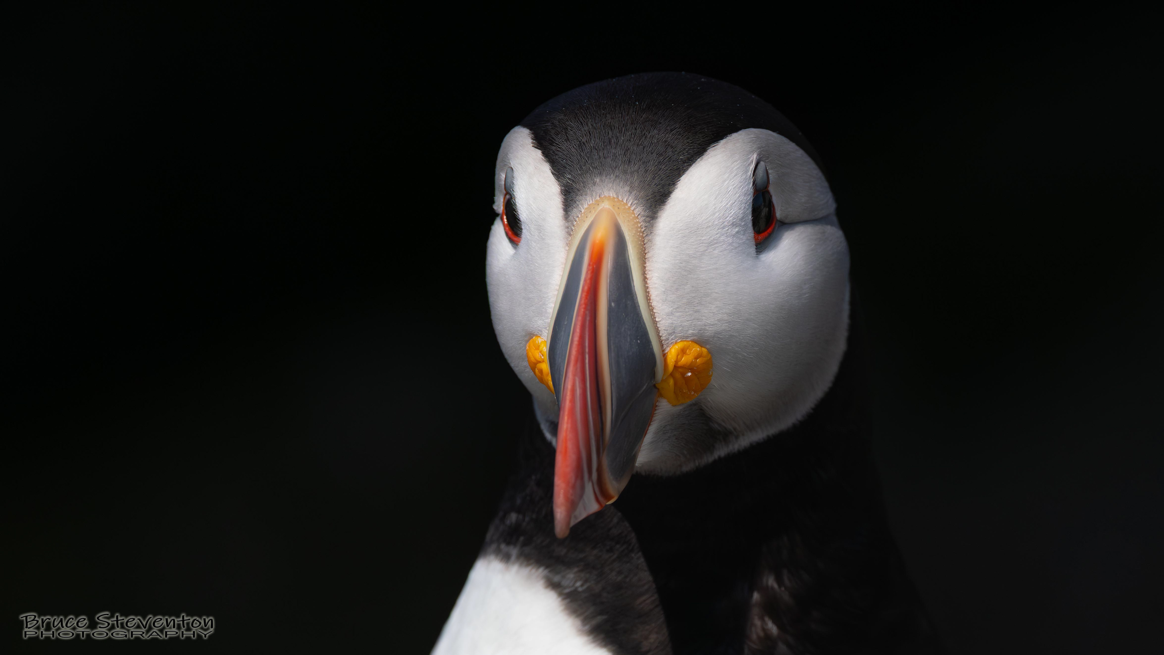 Atlantic Puffin