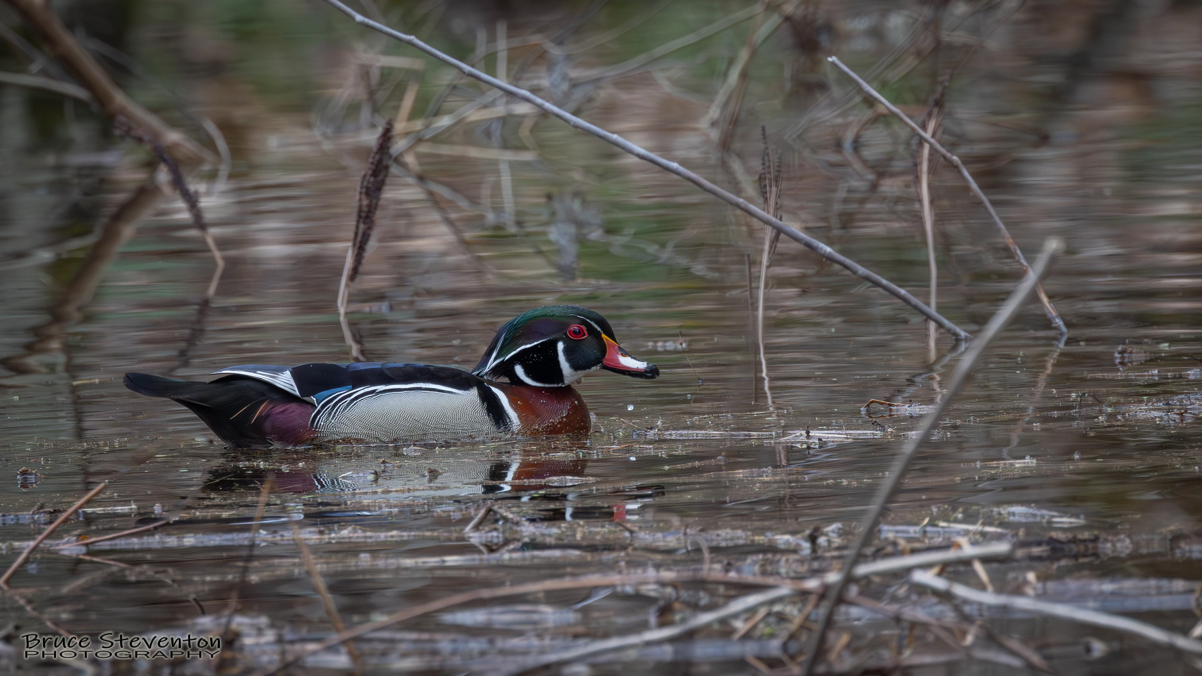 Wood Duck, Rochester, VT