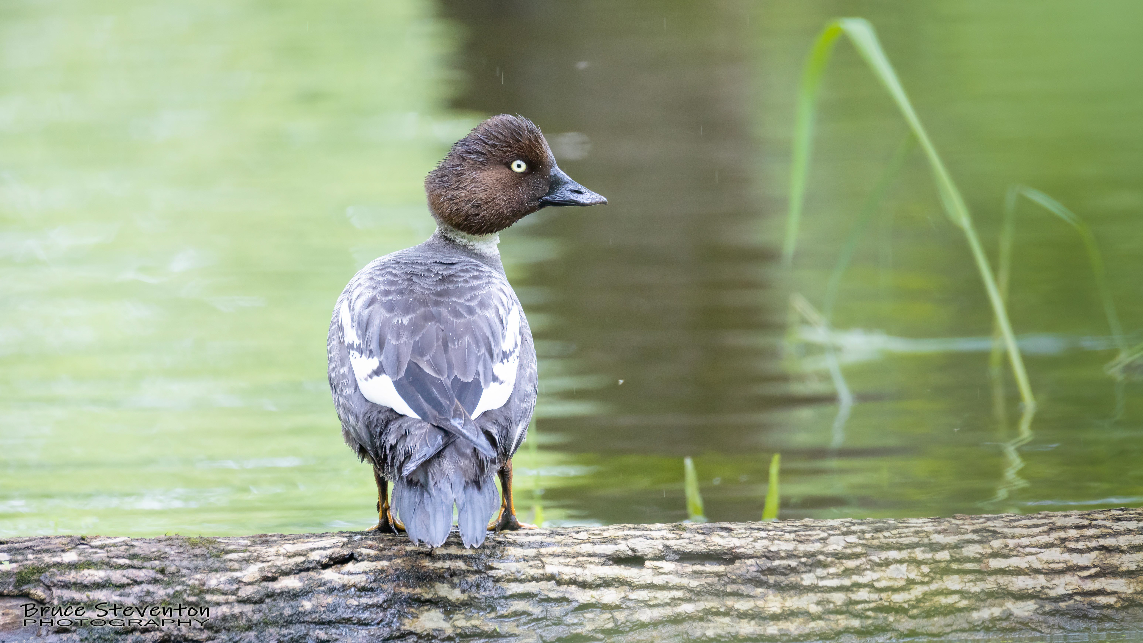 Common Goldeneye (F) - Vergennes, VT