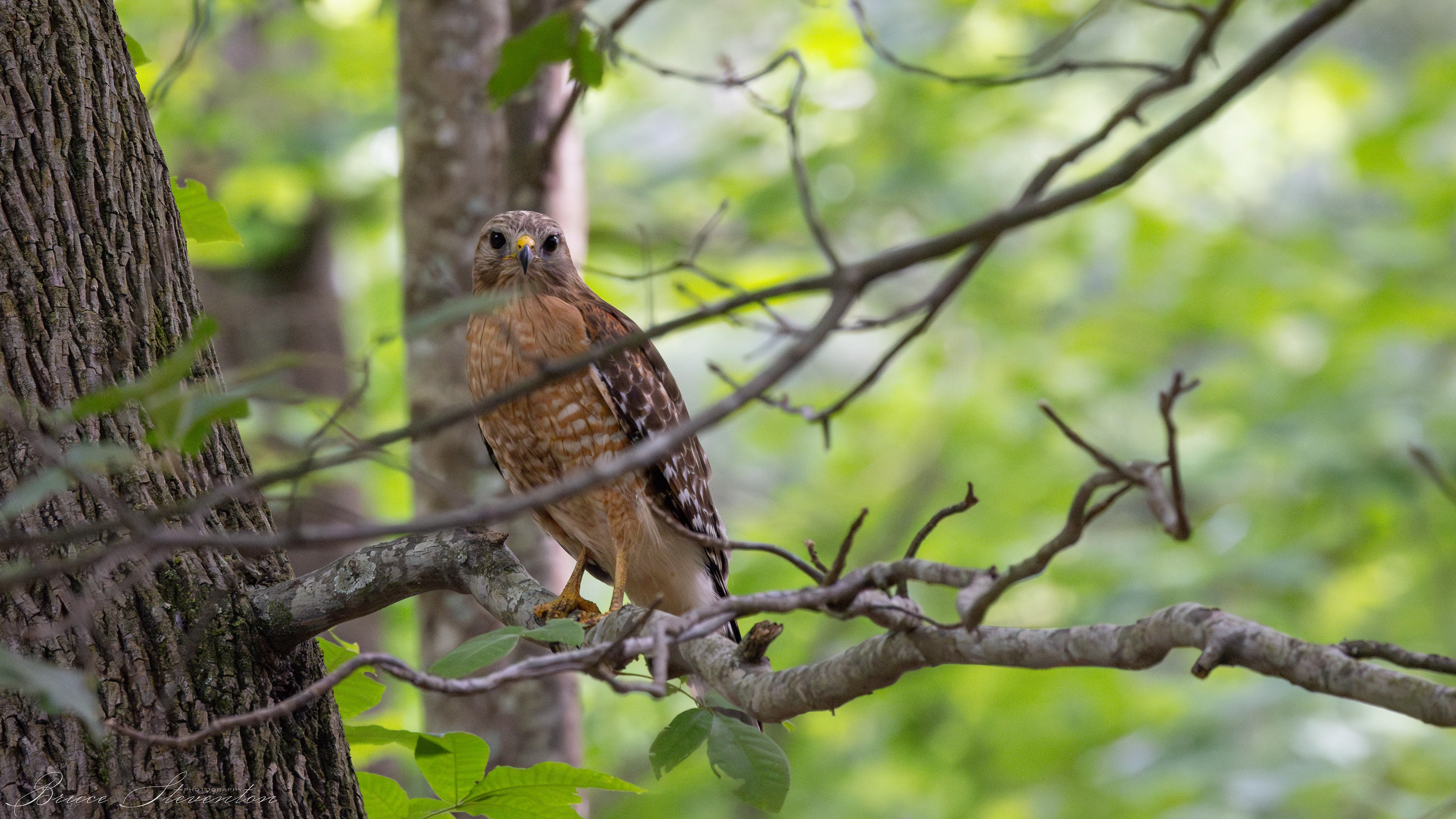 Red-shouldered Hawk - Bartlett Mt