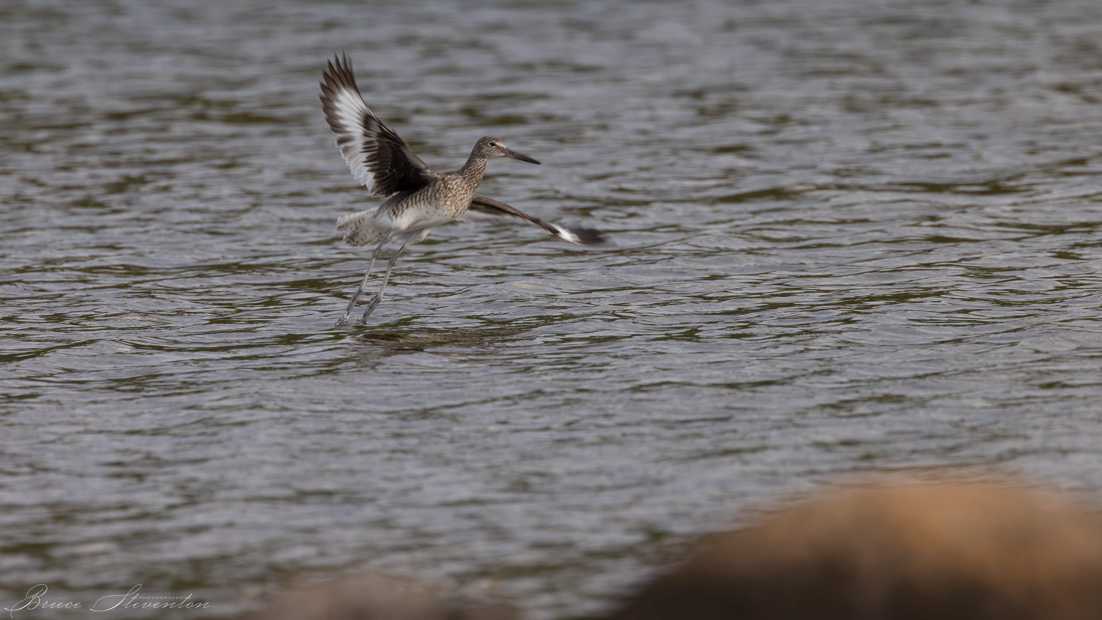 Willet