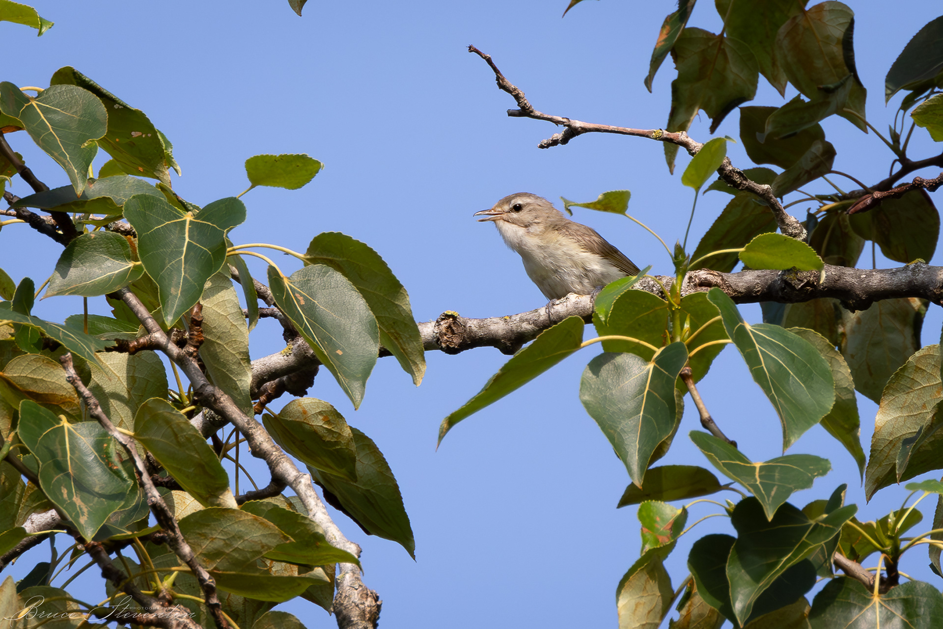 Warbling Vireo