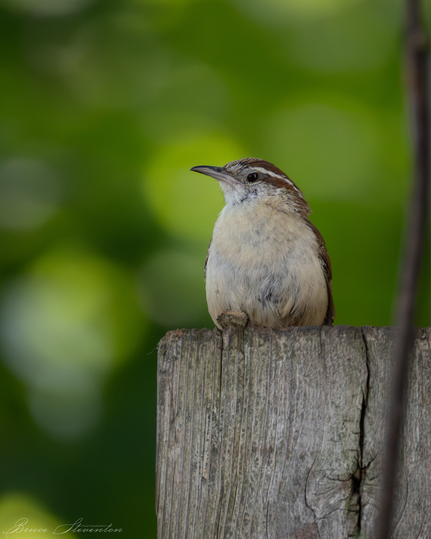 Carolina Wren