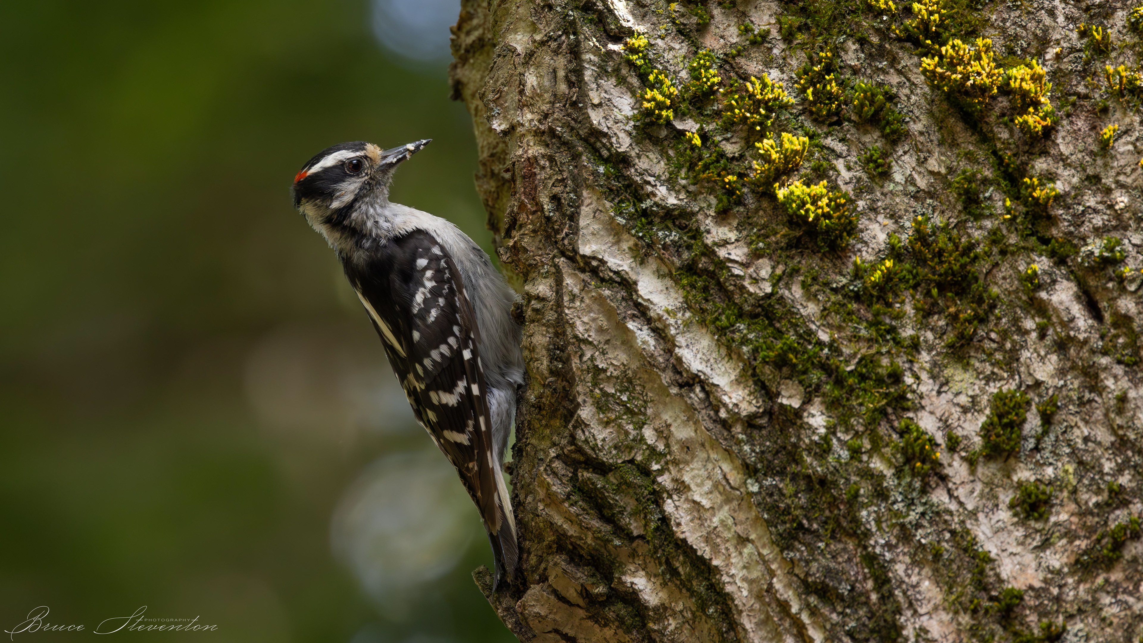 Downy Woodpecker