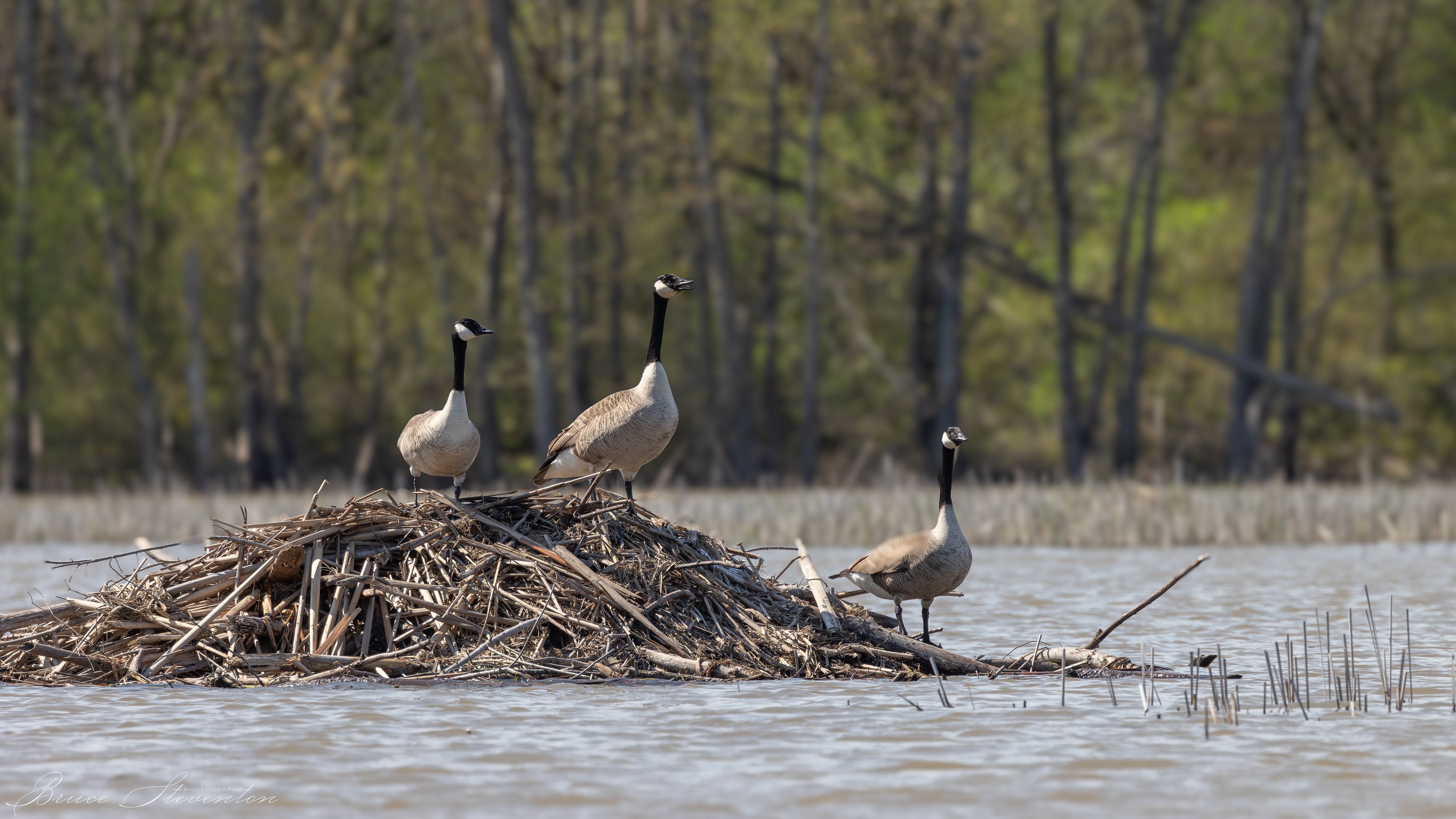 Canada Goose