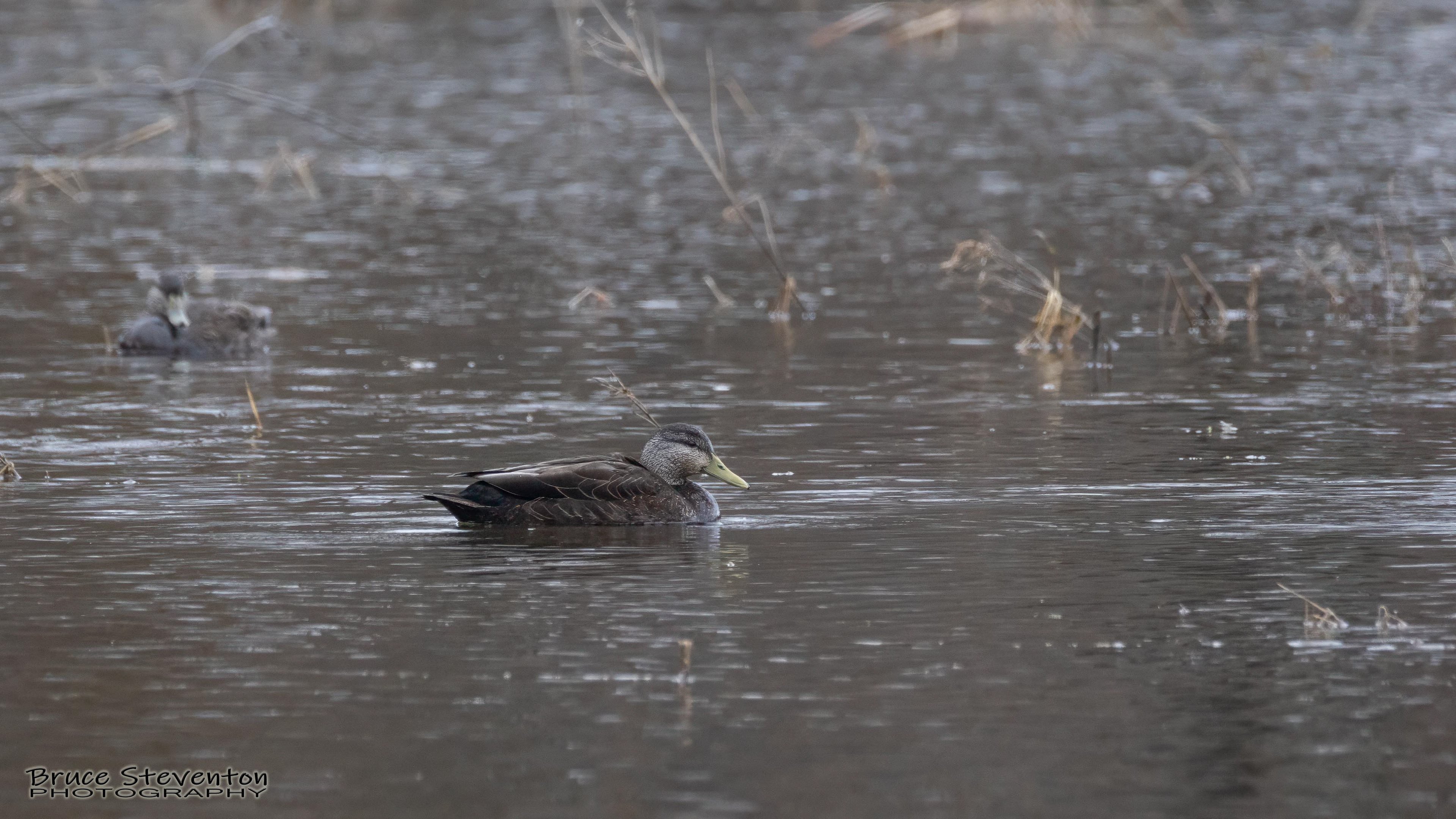 Black Duck - Leicester, VT