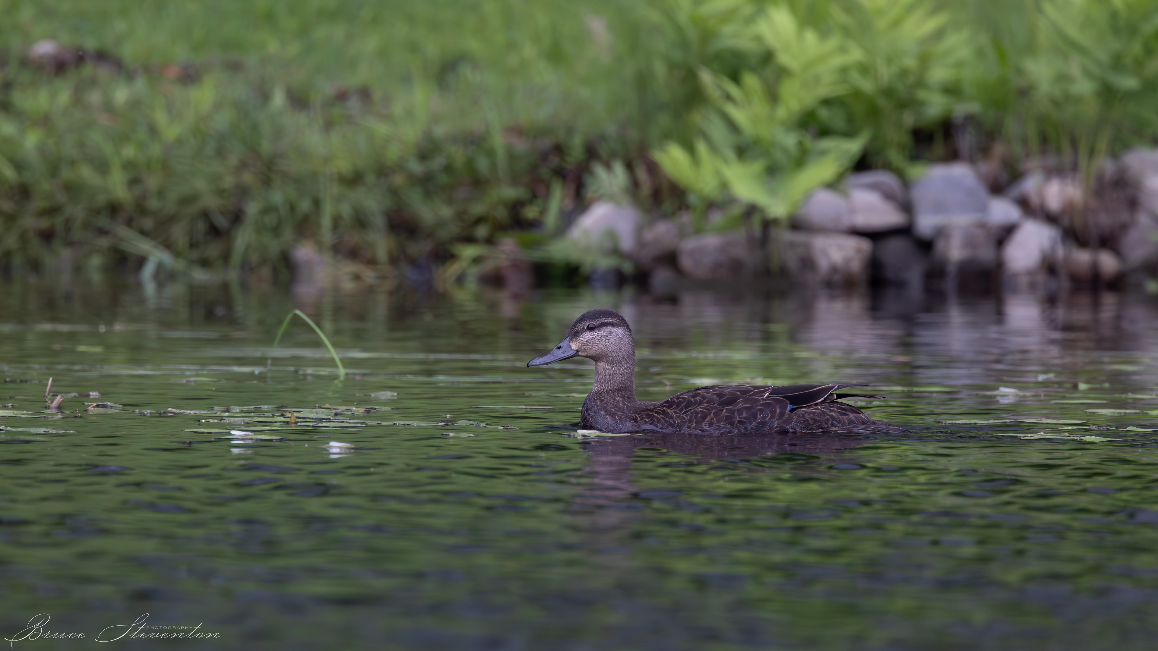 Mallard