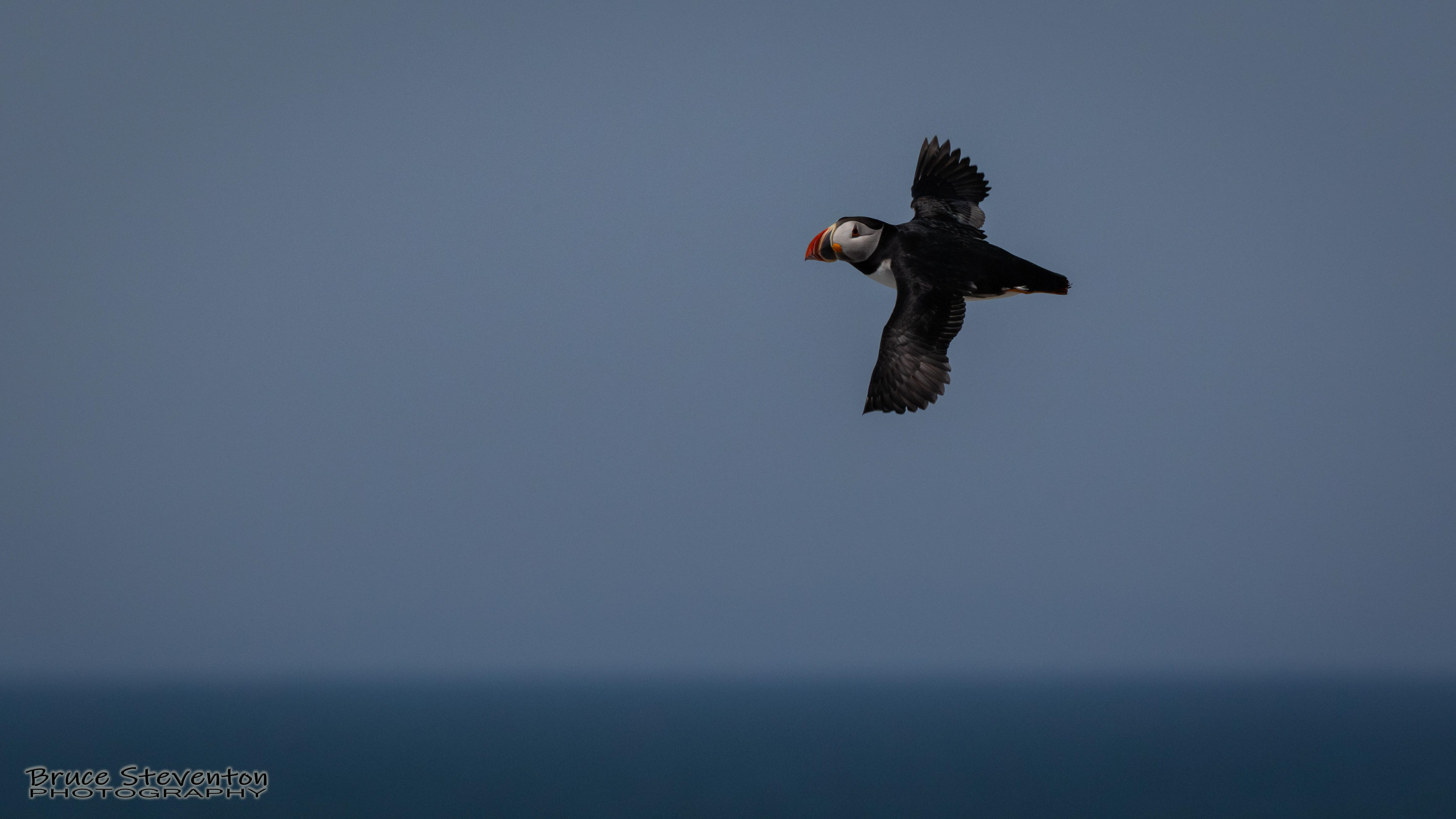 Atlantic Puffin