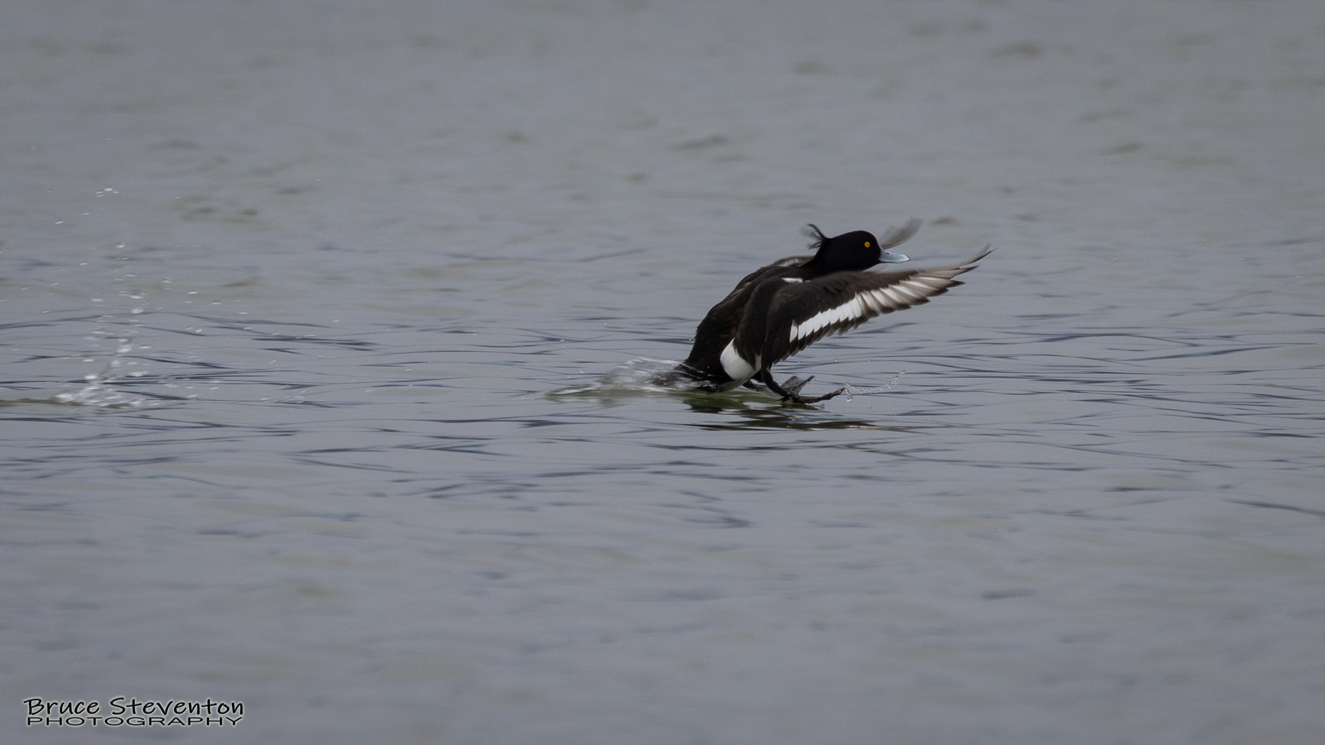 Tufted Duck - Addison, VT