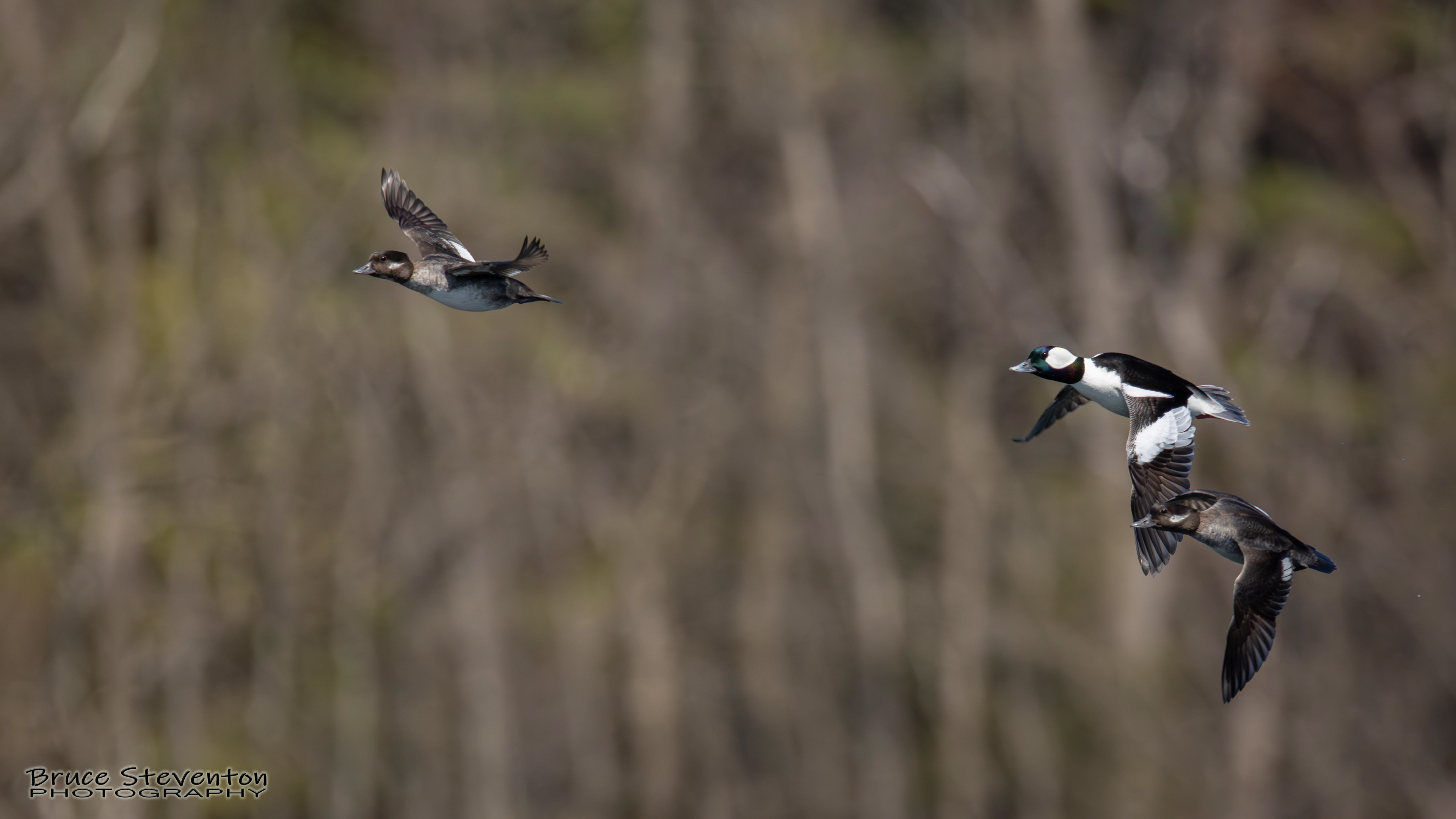 Bufflehead - Addison, VT