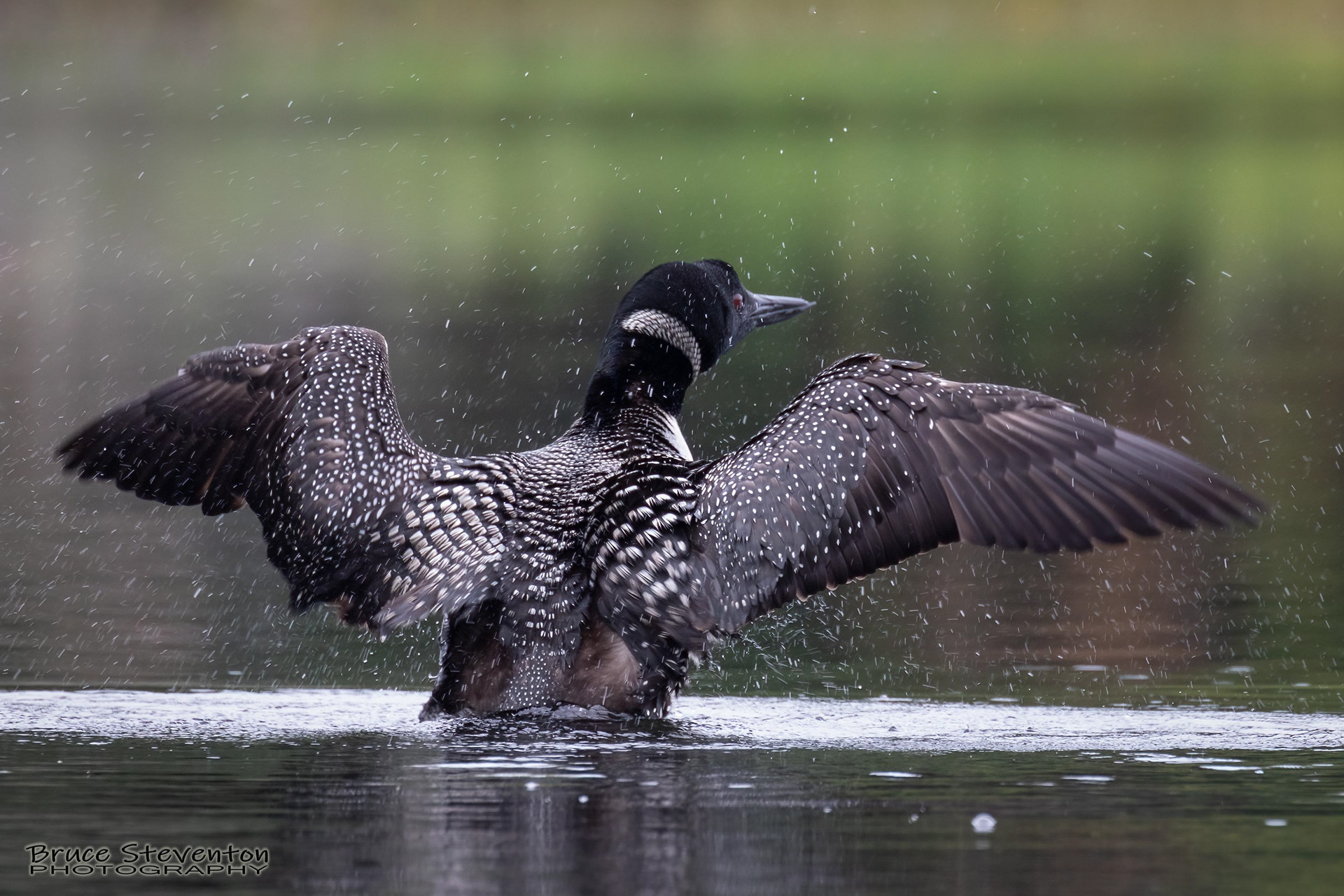 Common Loon - West Gardiner, ME