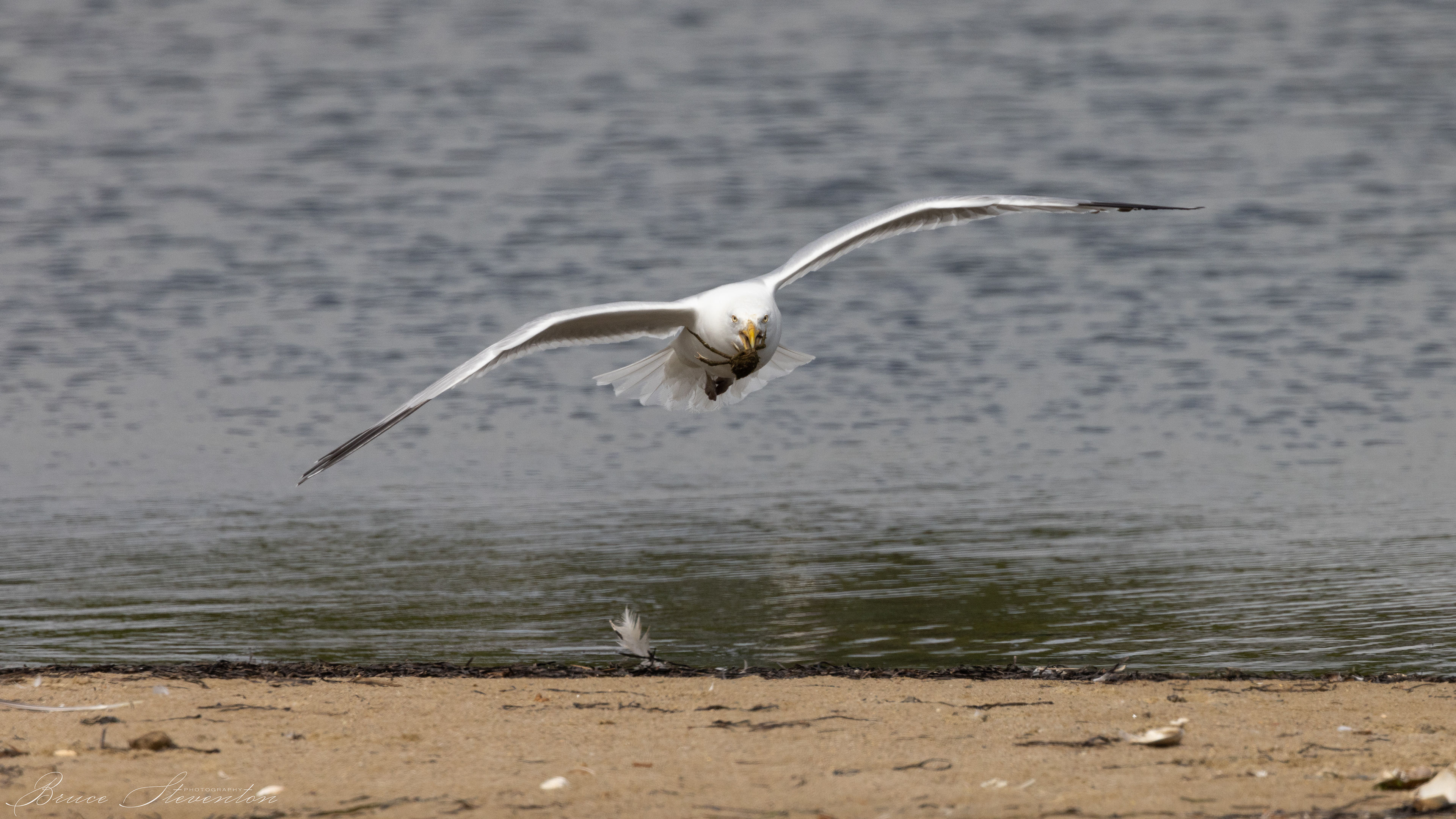 Herring Gull w/Spider Crab