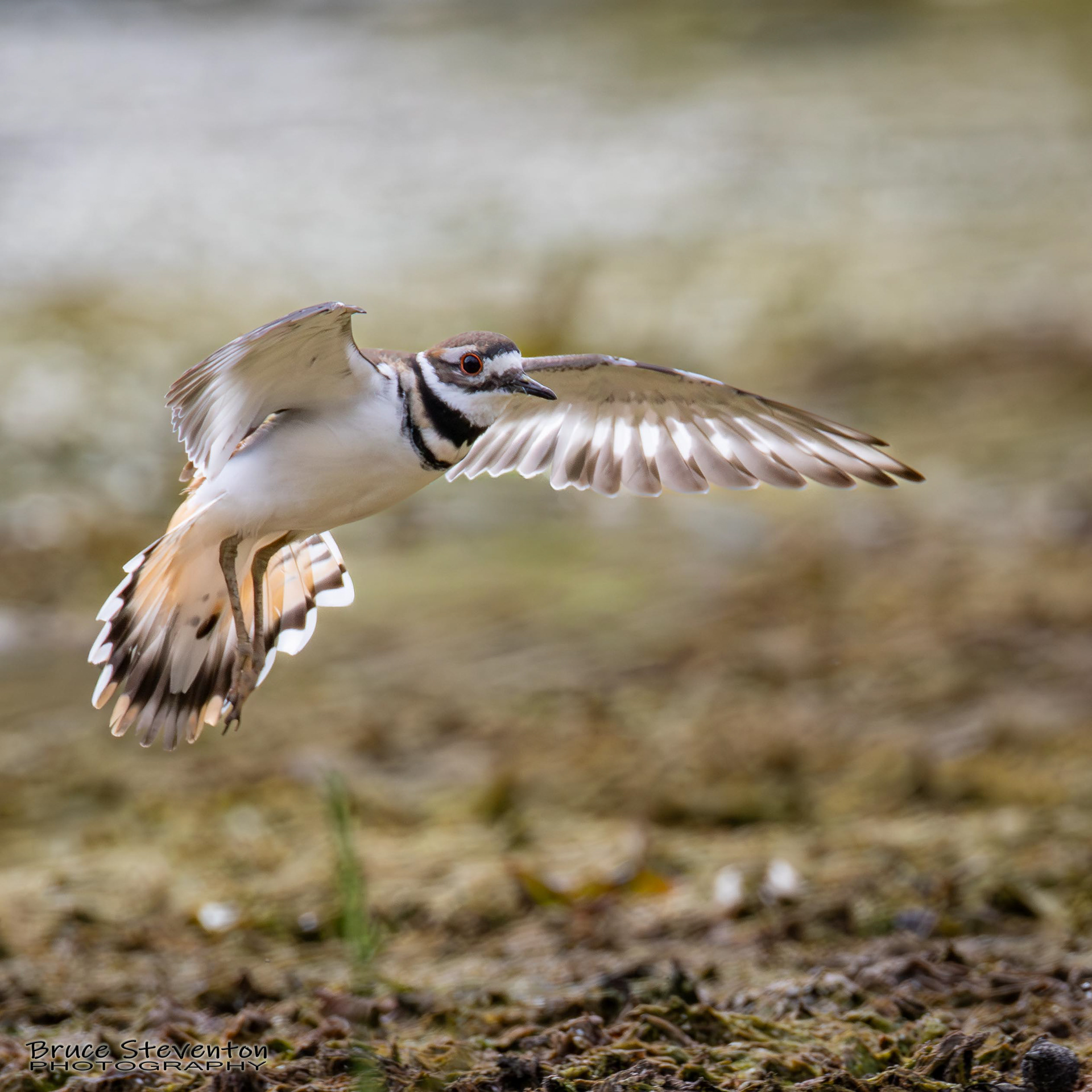 Killdeer
