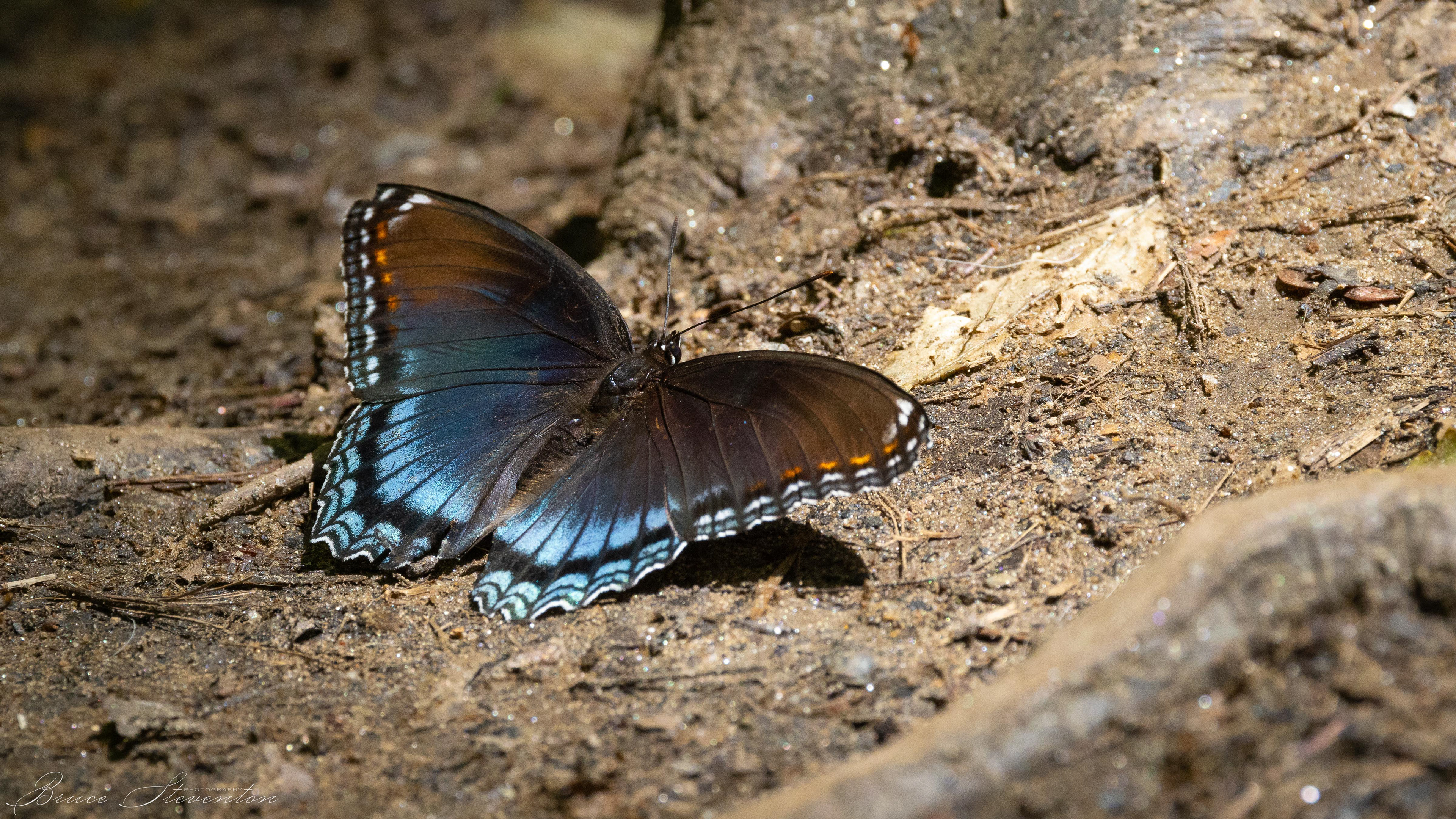Red-spotted Purple - Charles D Owen Park