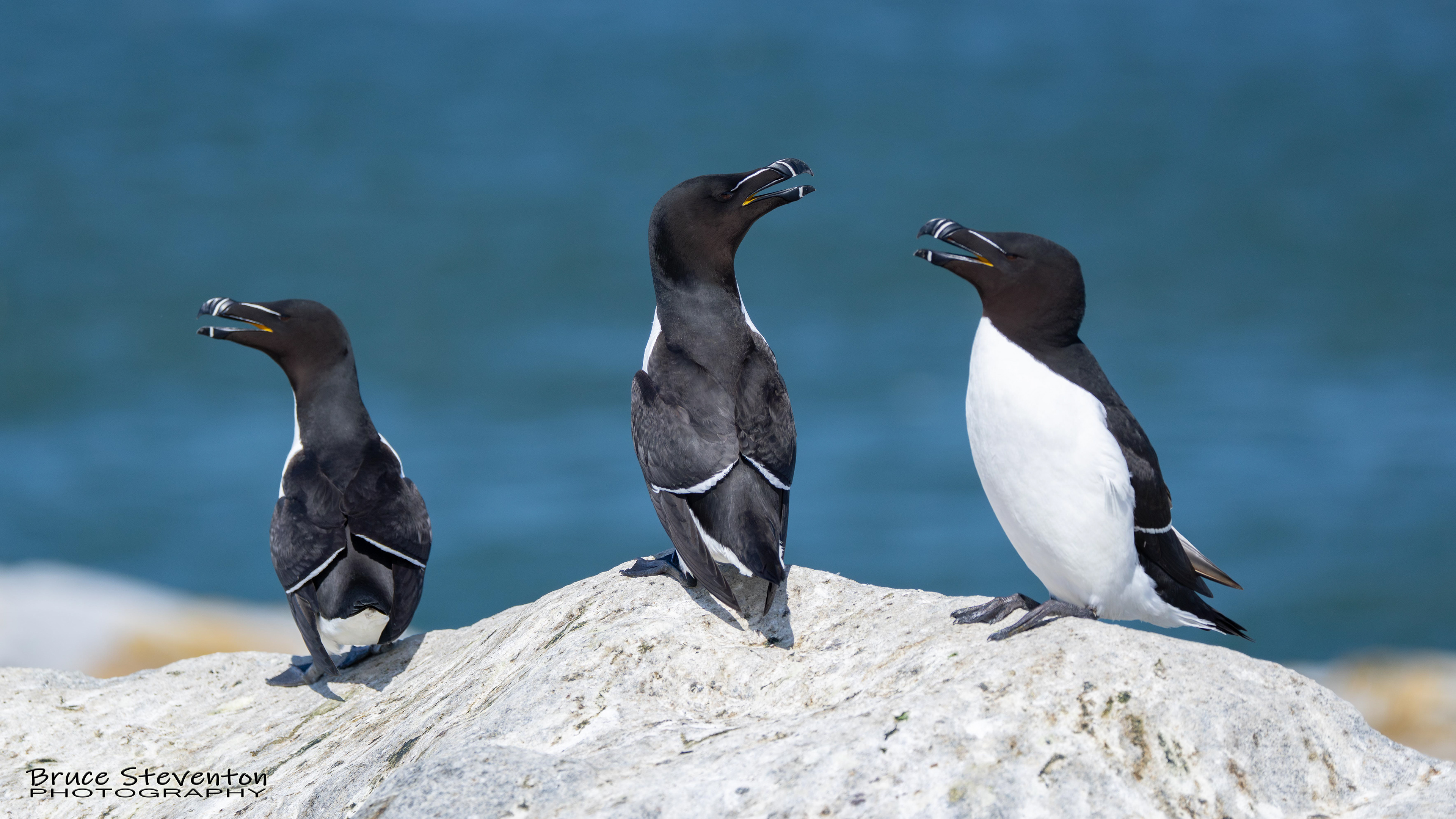 Razorbill
