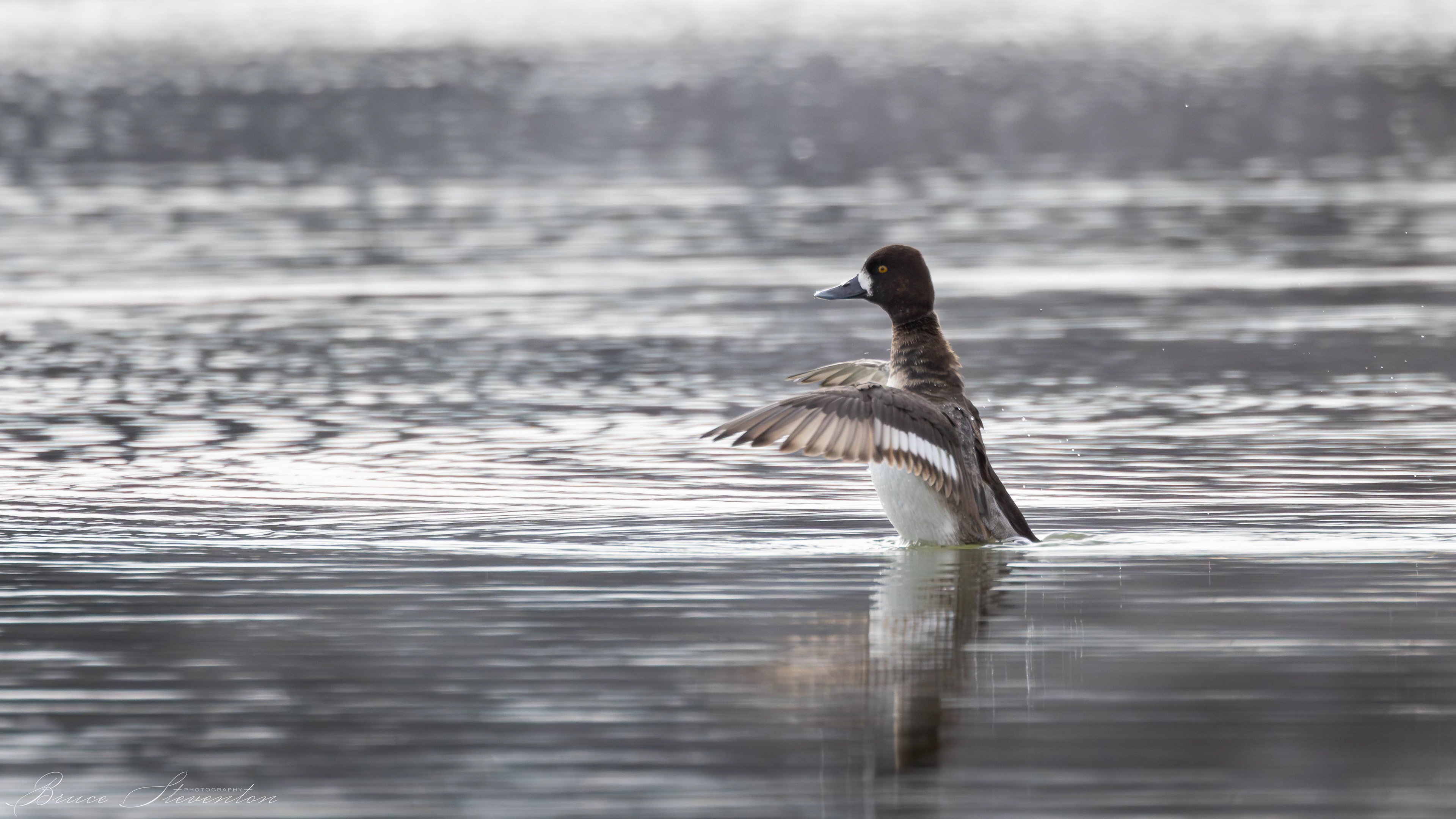 Lesser Scaup - Female