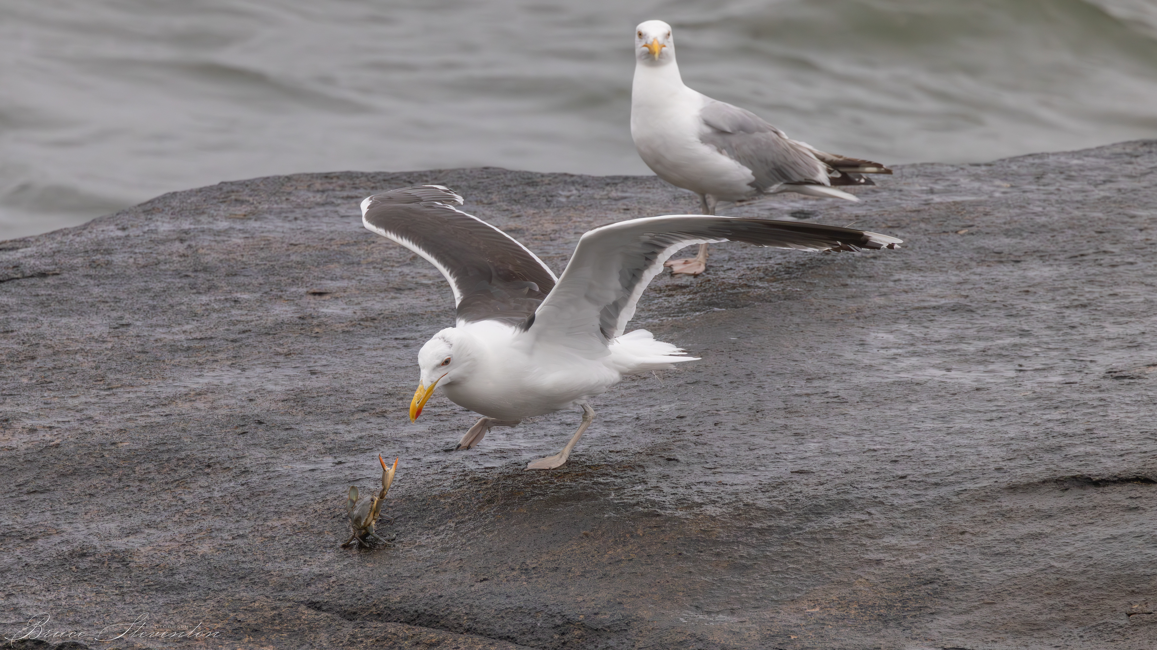 Great Black-backed Gull vs Blue Crab