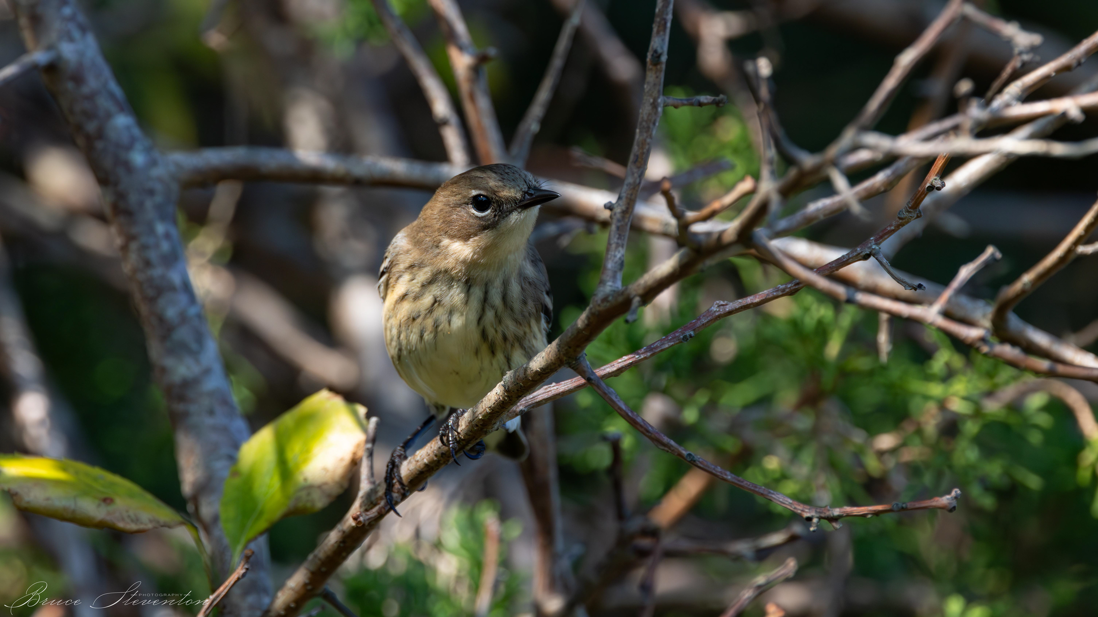 Yellow-rumped Warbler