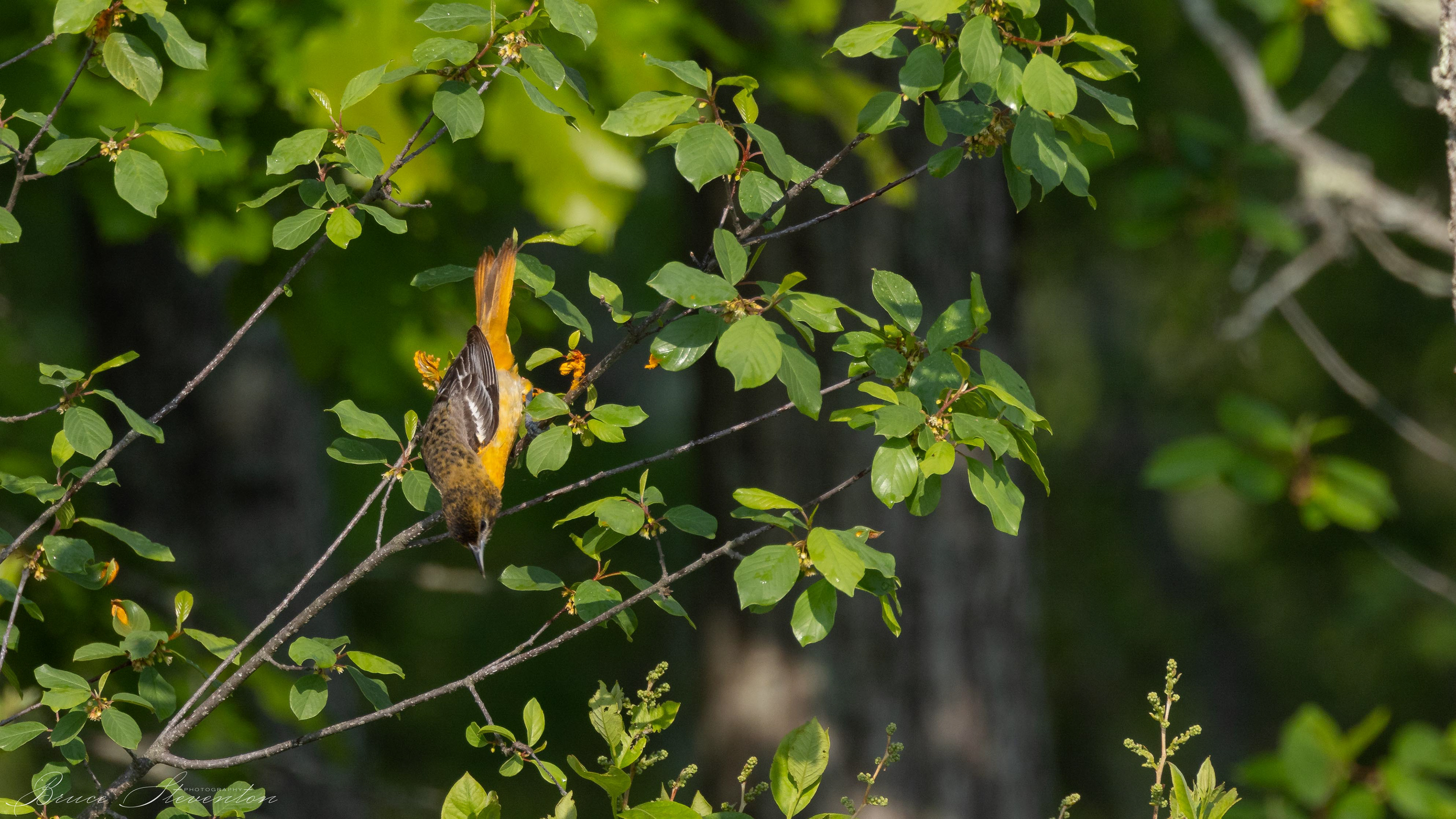 Baltimore Oriole
