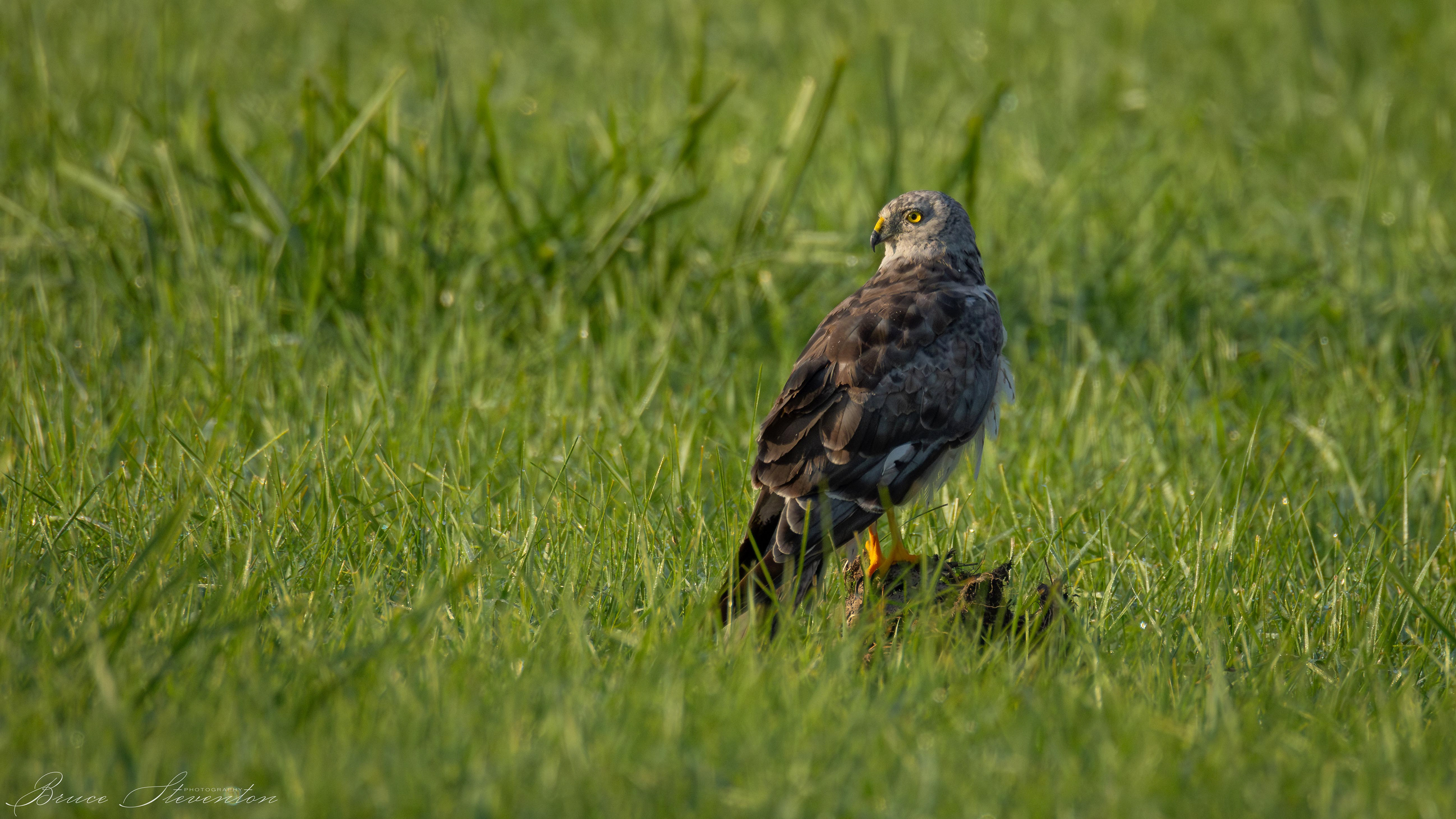 Northern Harrier