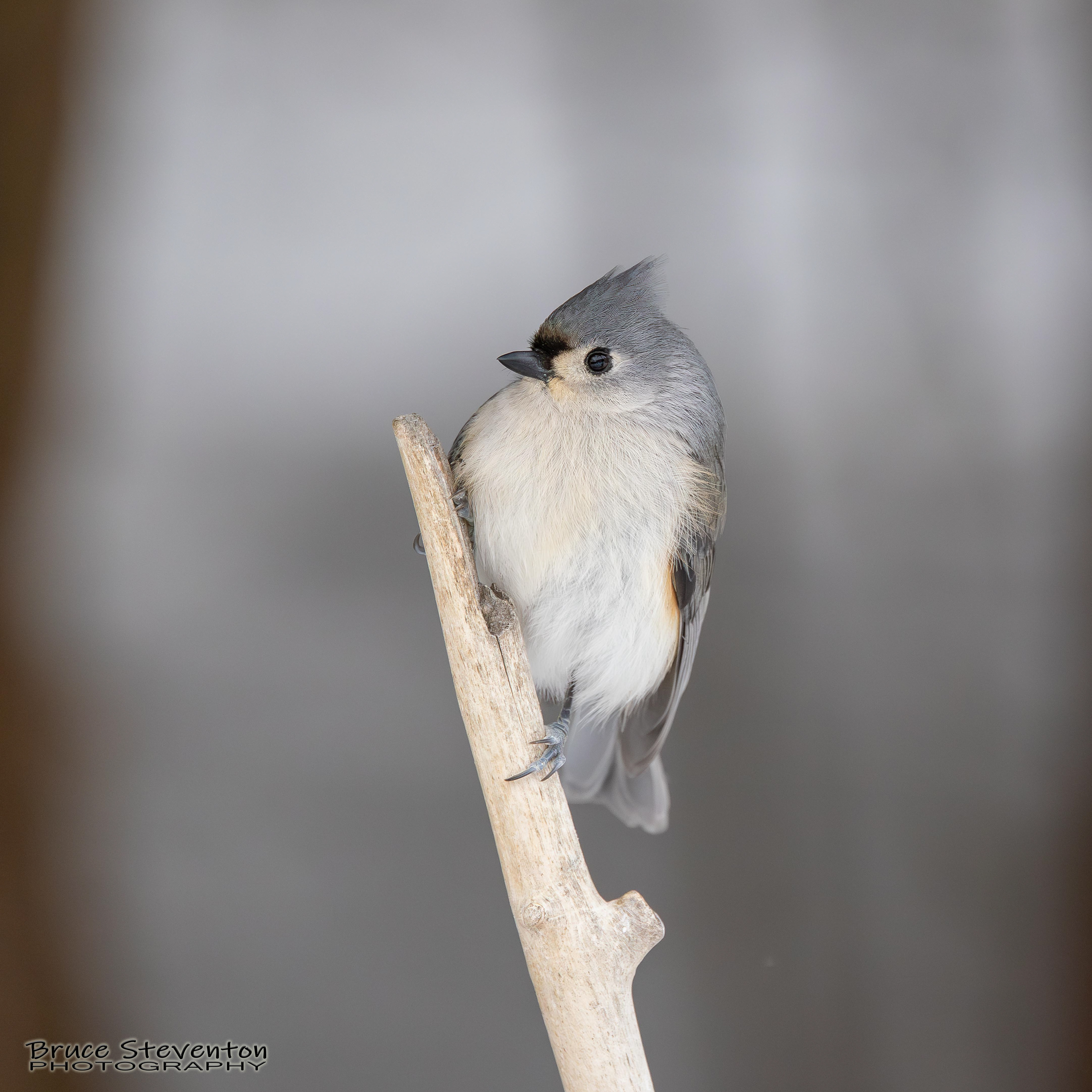 Tufted Titmouse