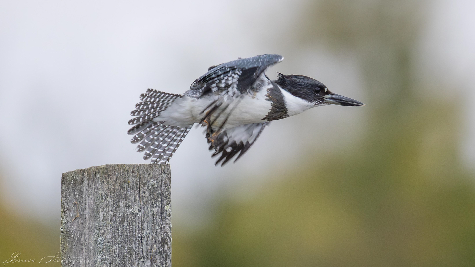 Belted Kingfisher (M)