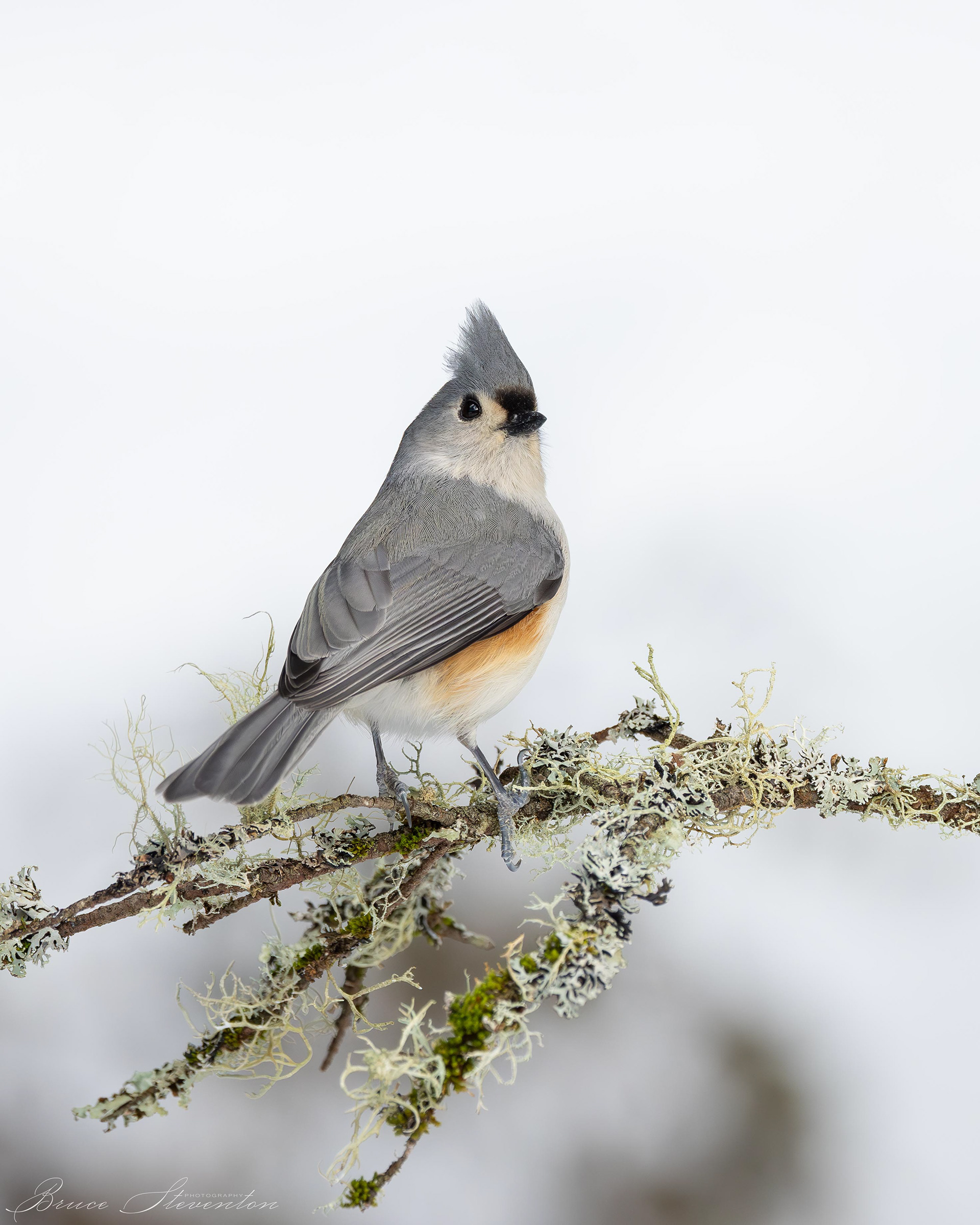 Tufted Titmouse