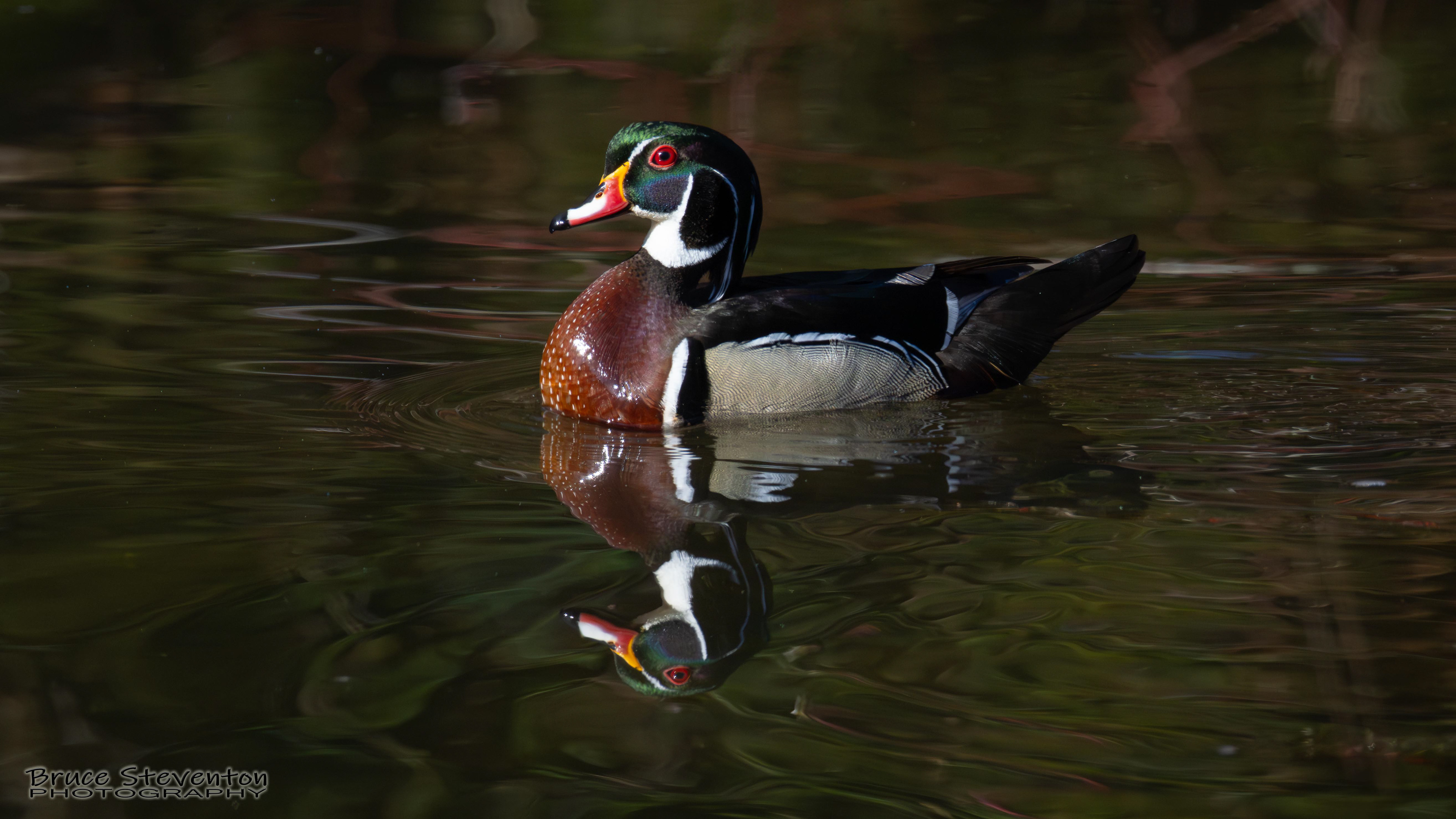 Wood Duck - Rochester, VT