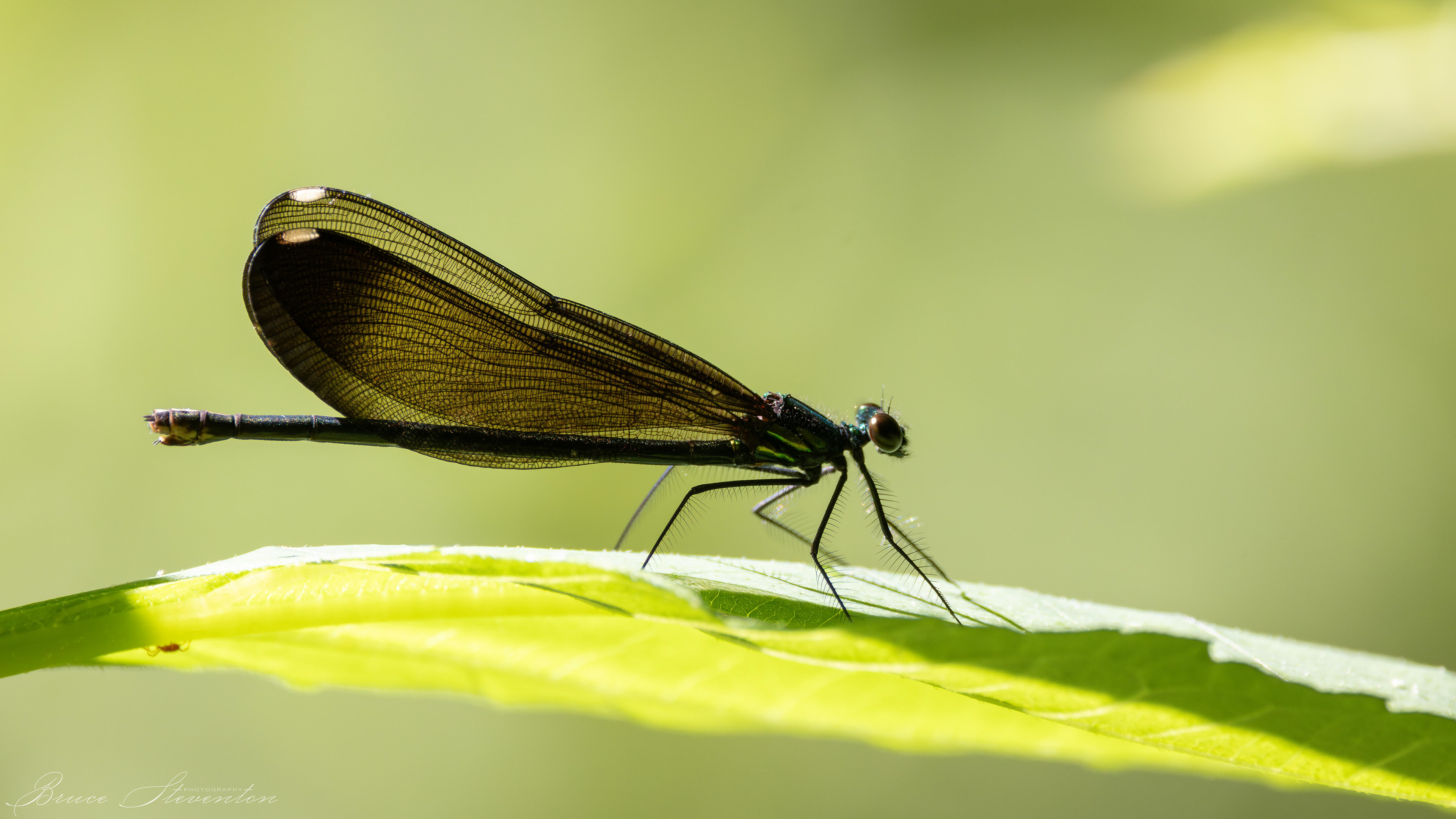 Damselfly - Charles D Owen Park