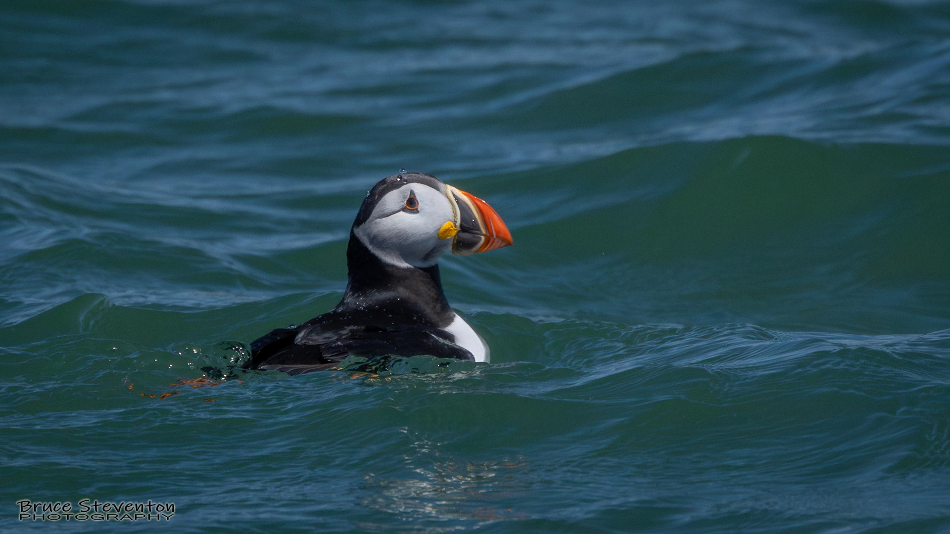 Atlantic Puffin