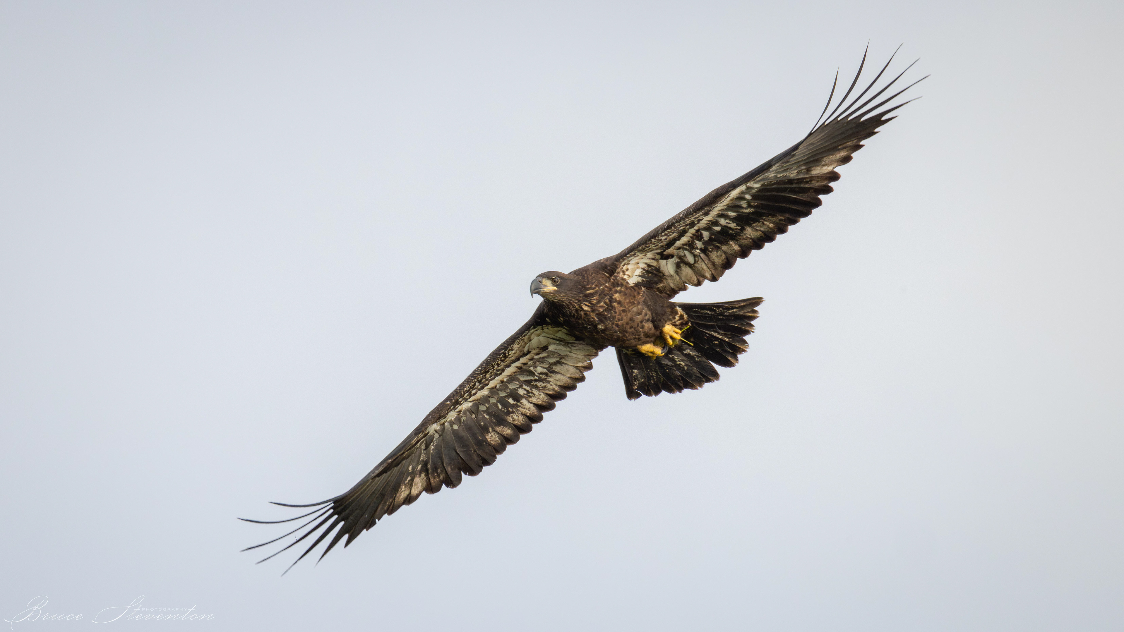 Bald Eagle, Immature