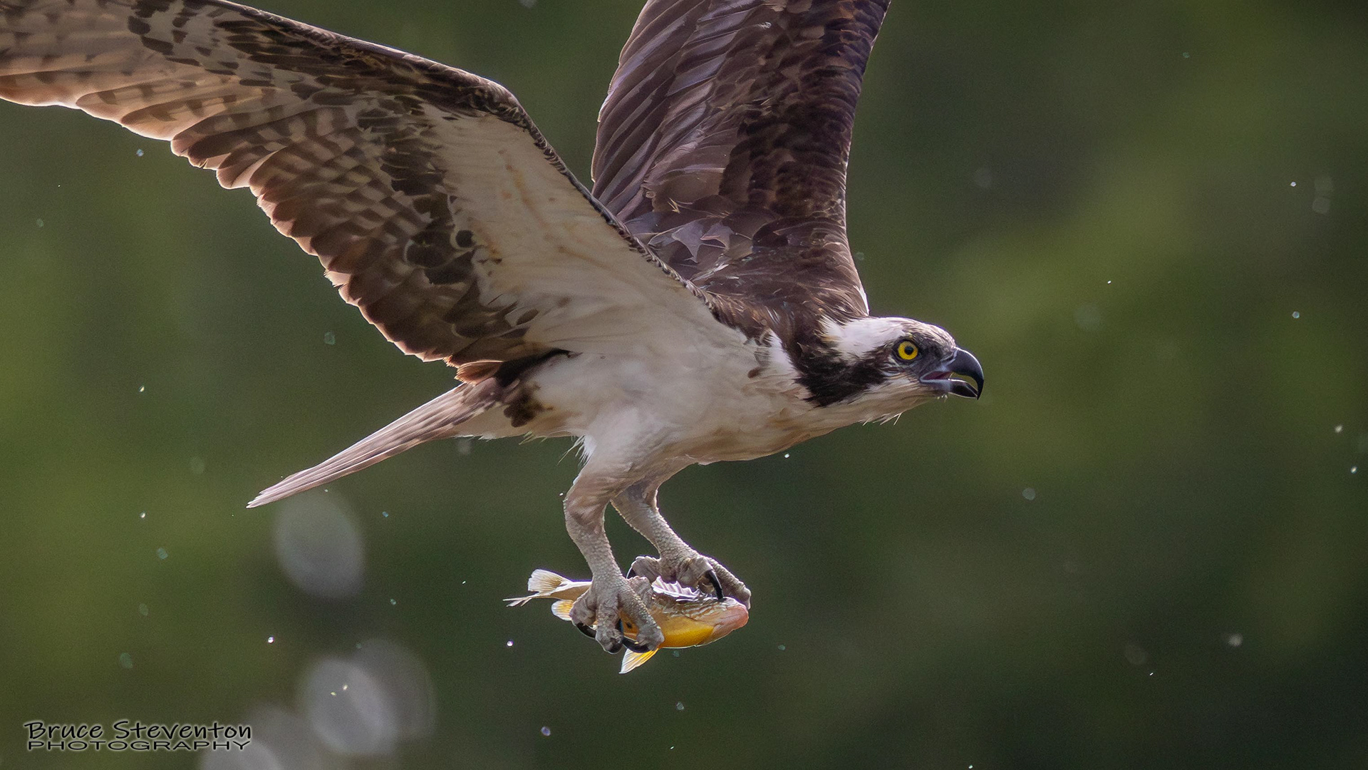 Osprey