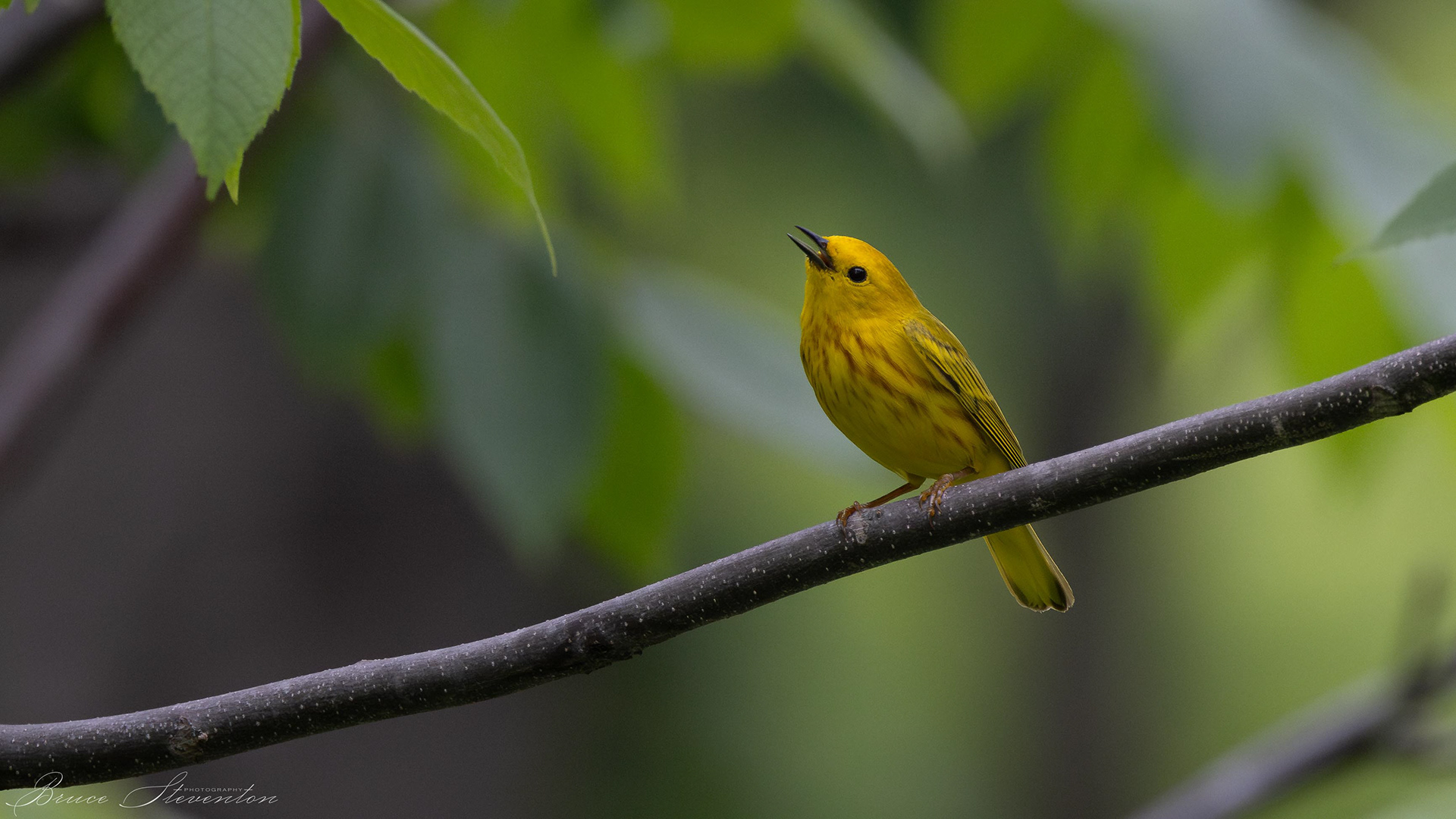 Yellow Warbler singing