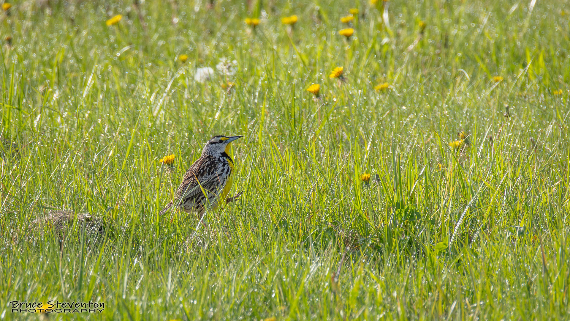 Eastern Meadowlark