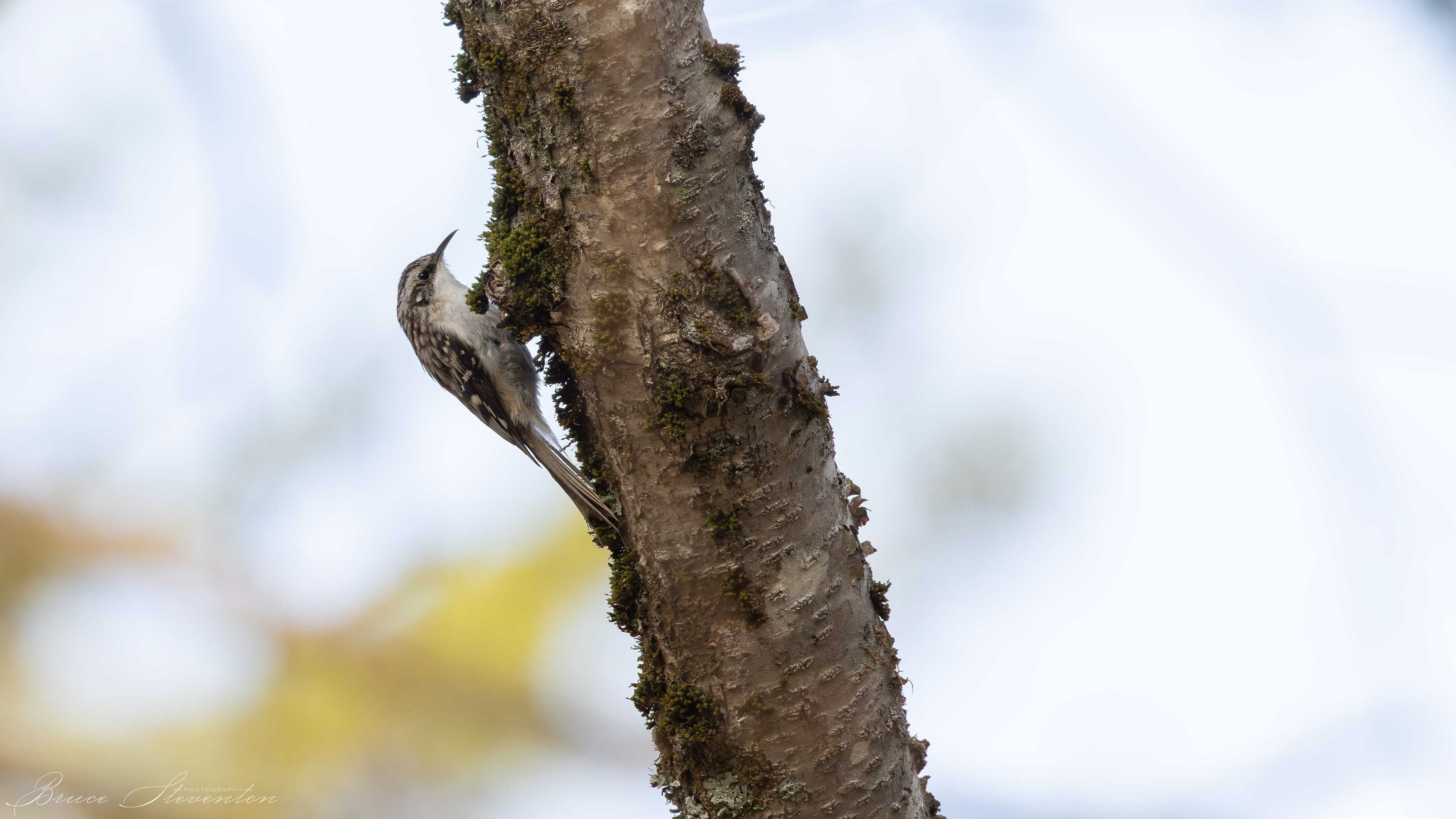Mossy areas of trees are excellent hiding spots for insects.