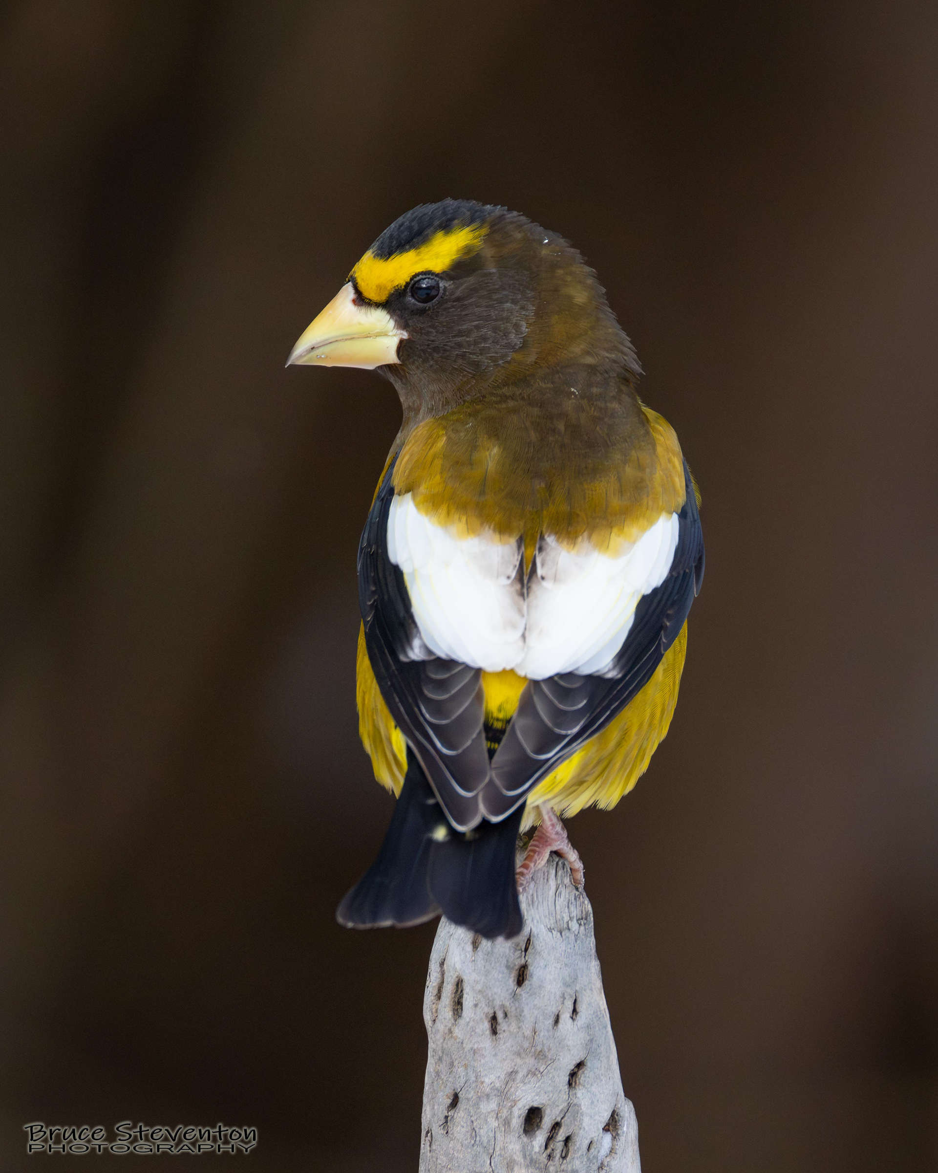 Evening Grosbeak