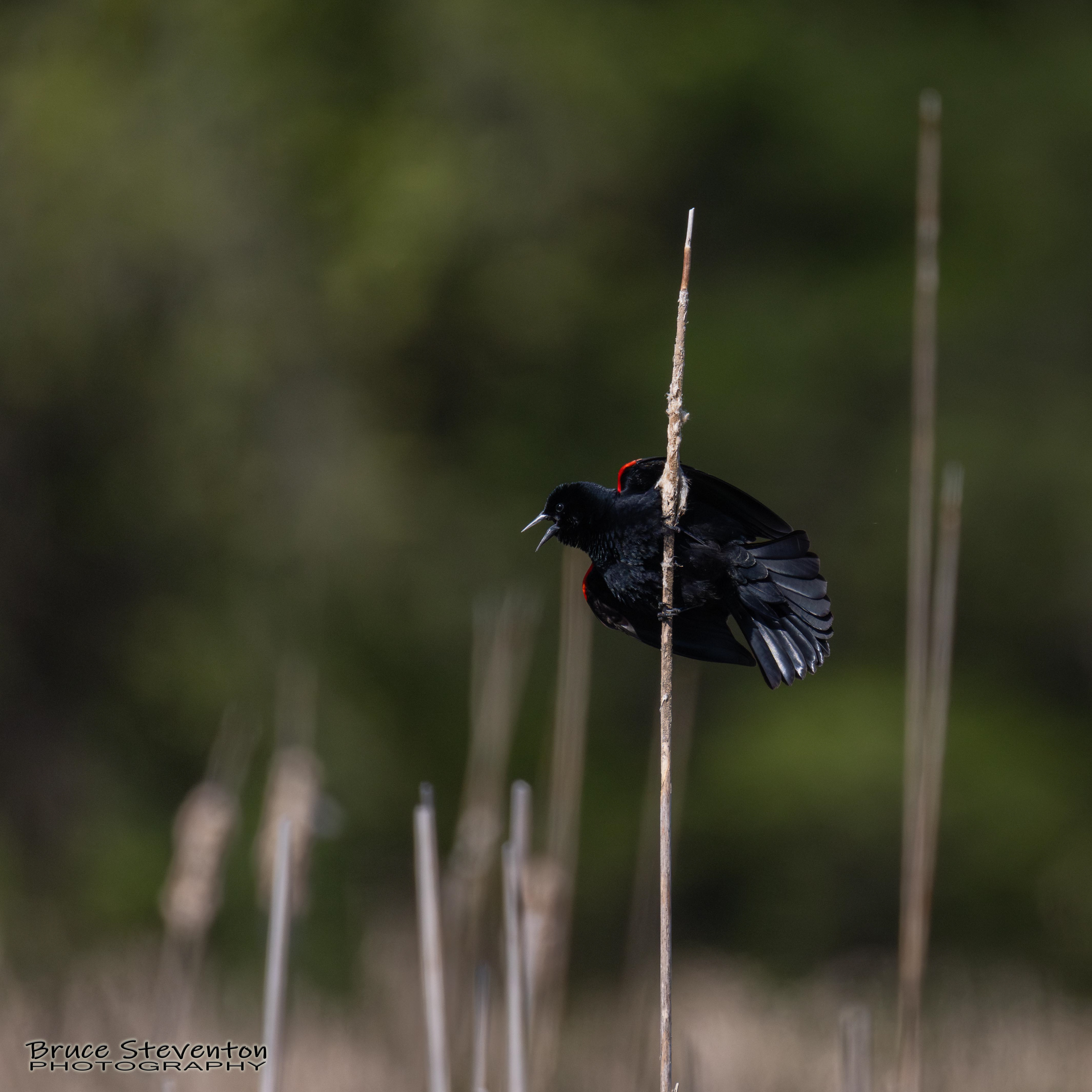 Red-winged Blackbird