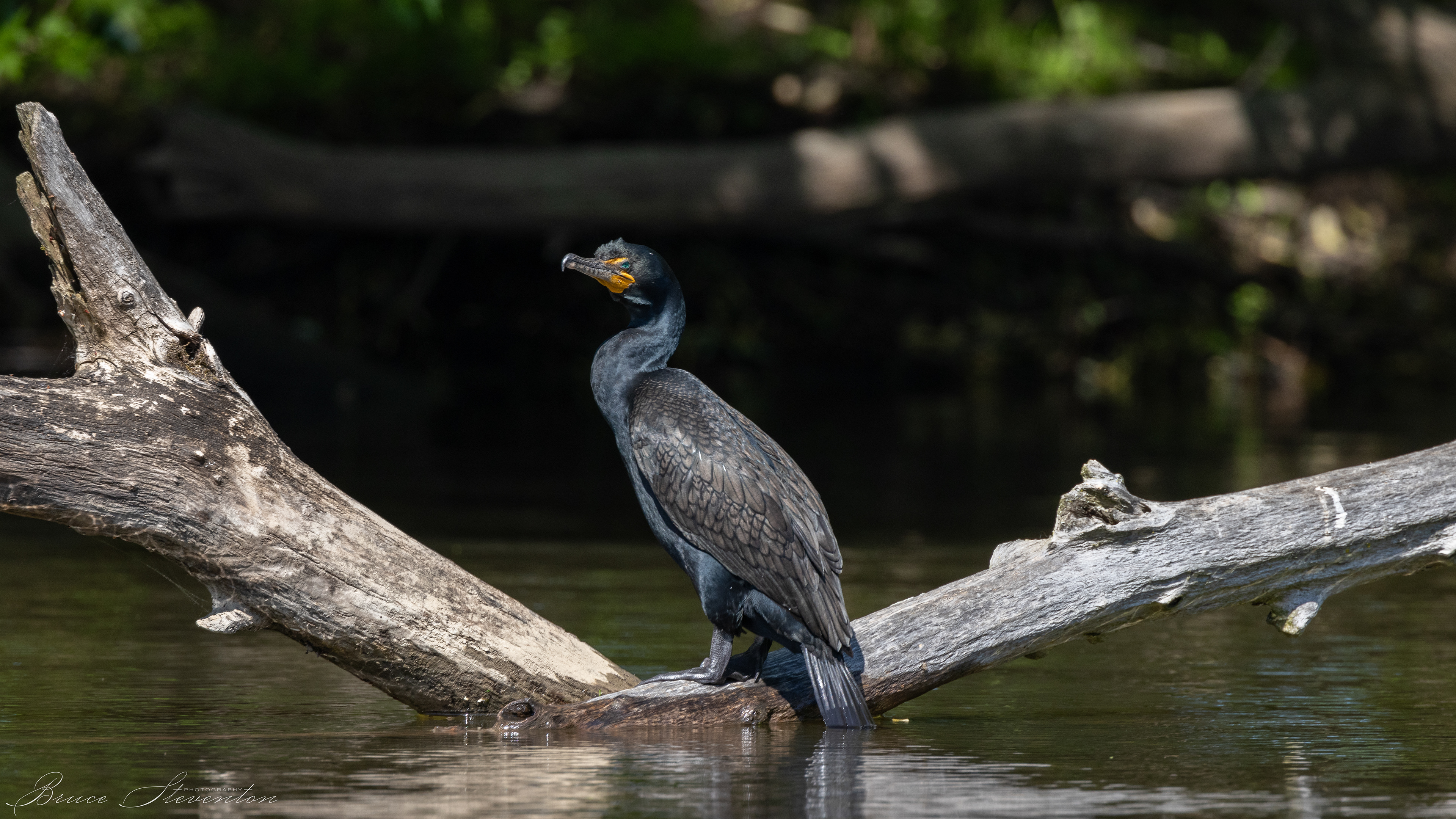 Double-crested Cormorant; does it know its tail is getting wet?