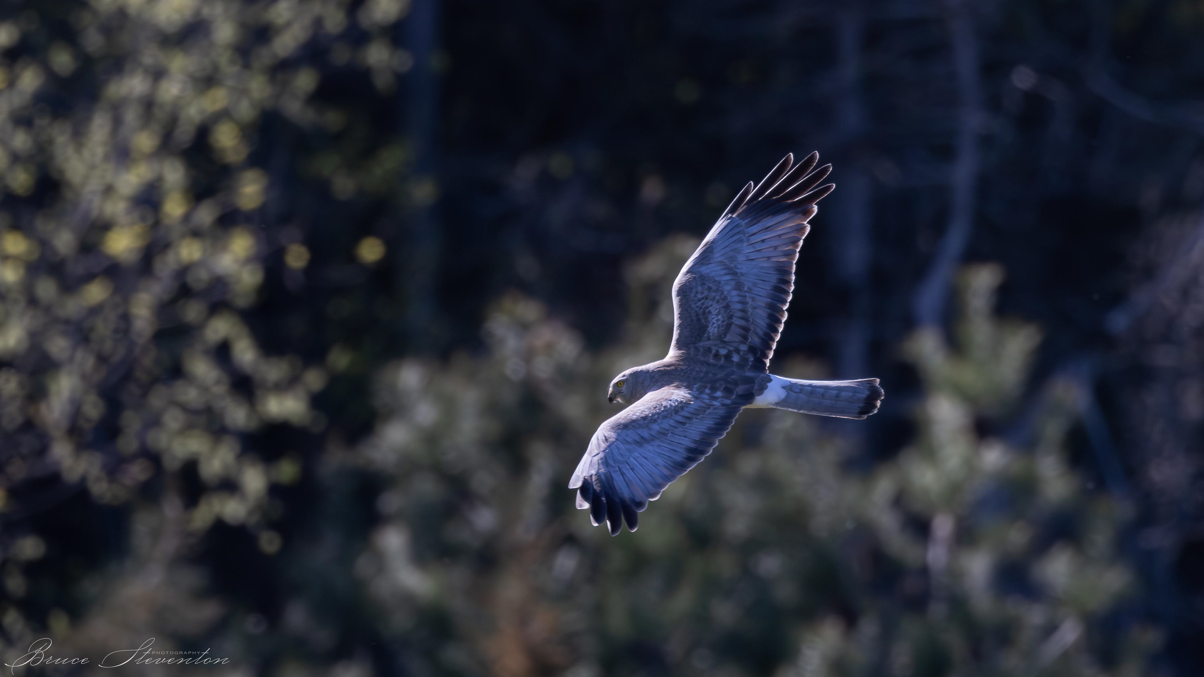 Northern Harrier (M)
