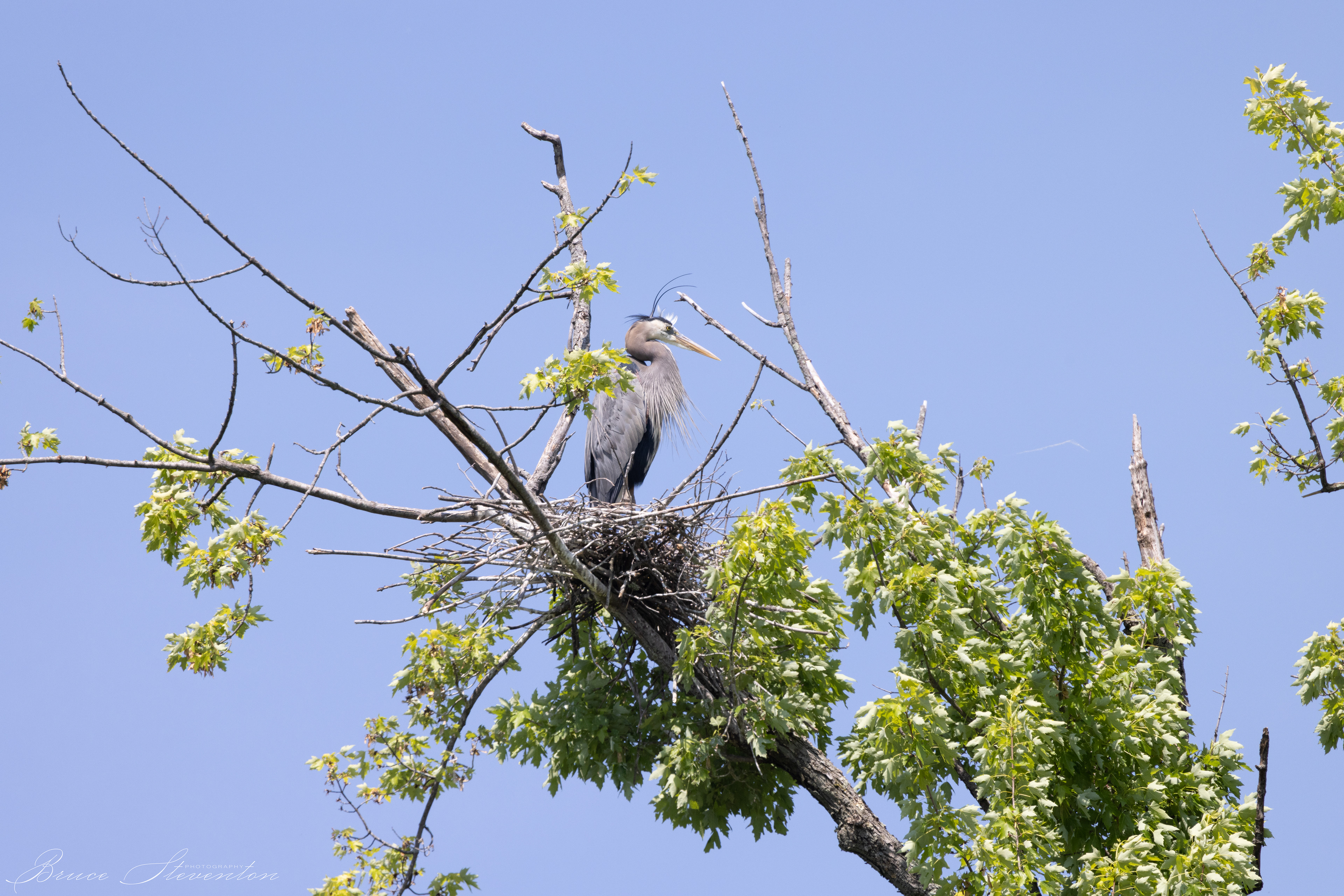 Great Blue Heron