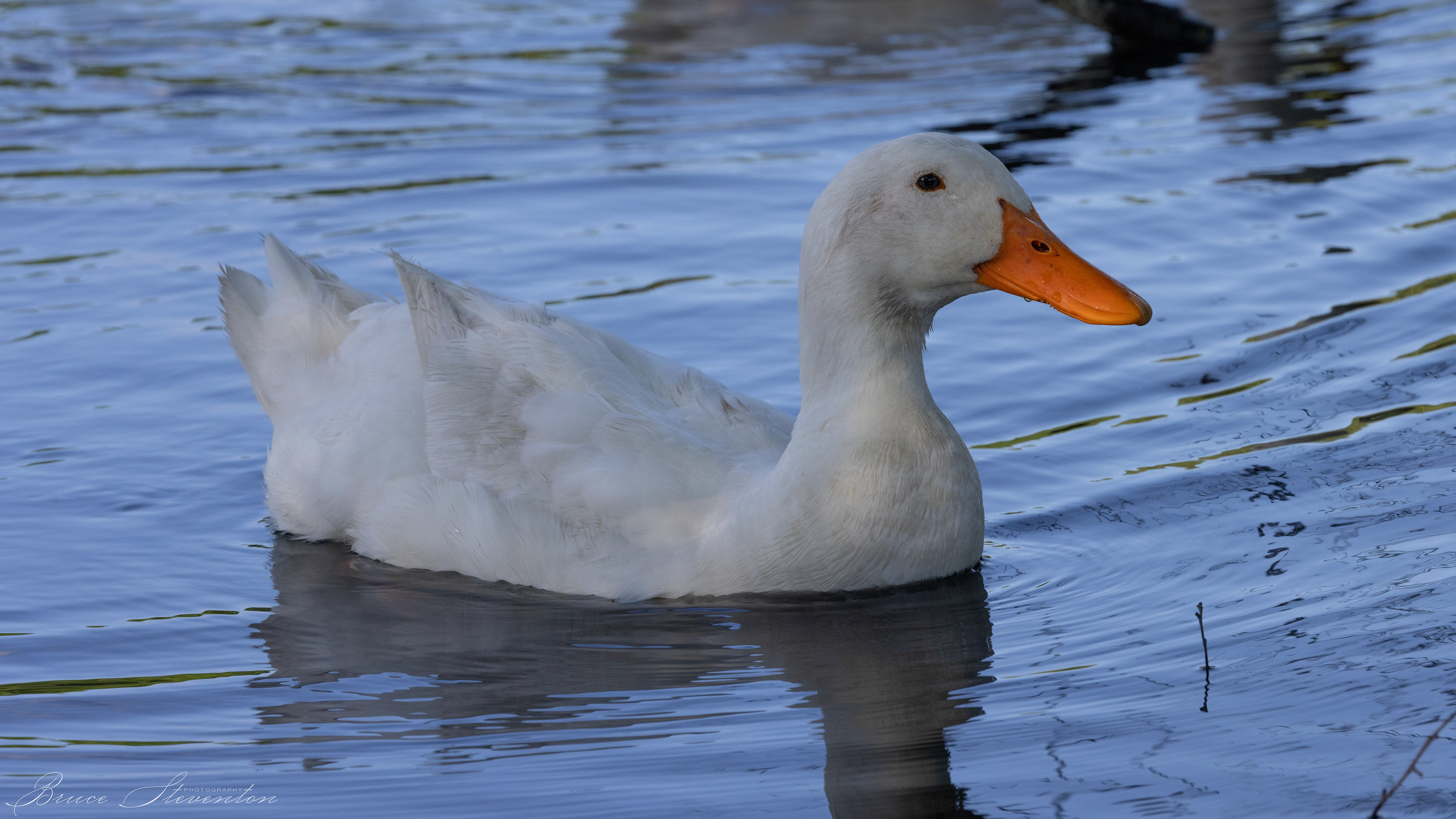 Domesticated Duck - Charles D Owen Park