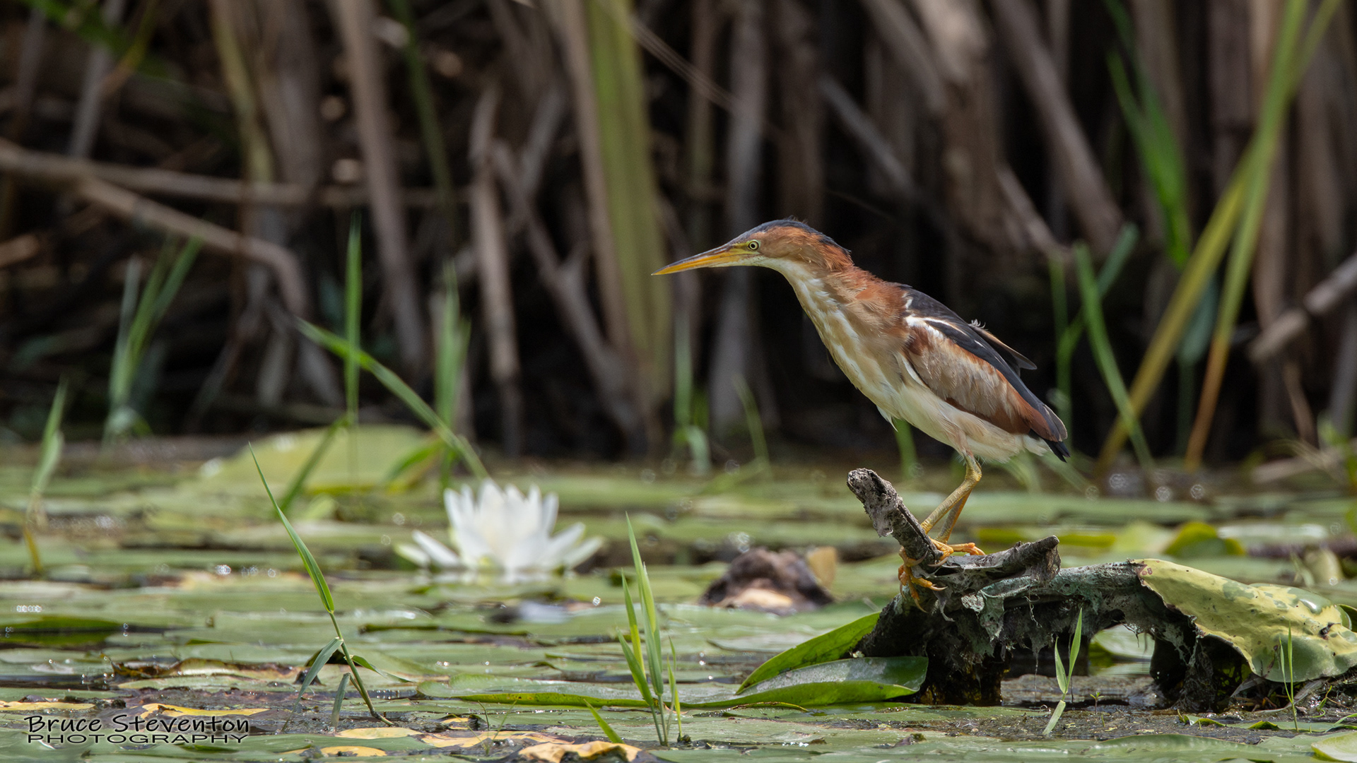 Least Bittern