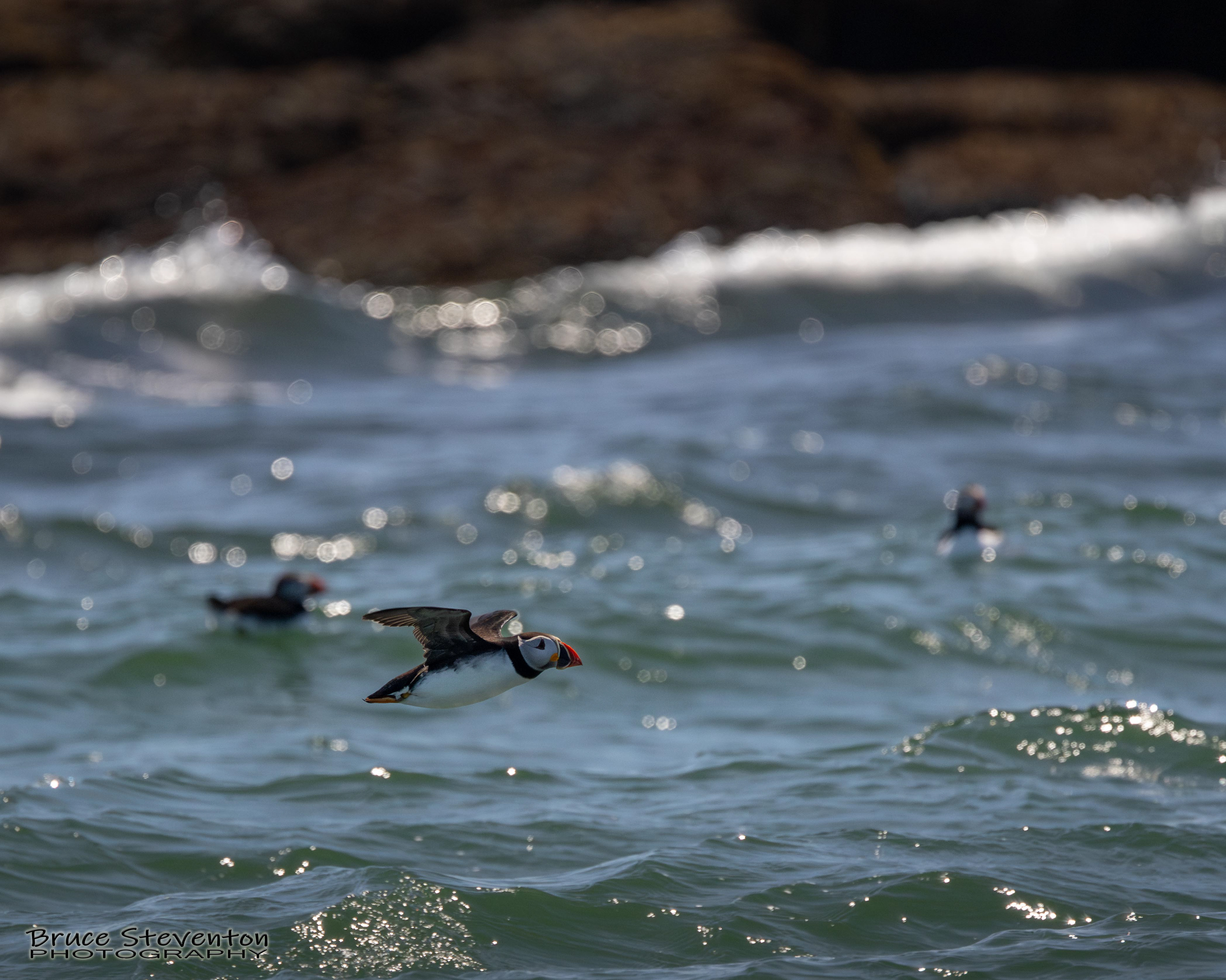 Atlantic Puffin