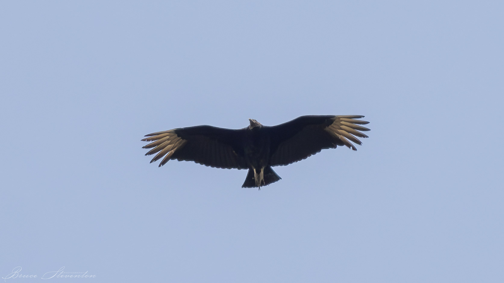 Black Vulture