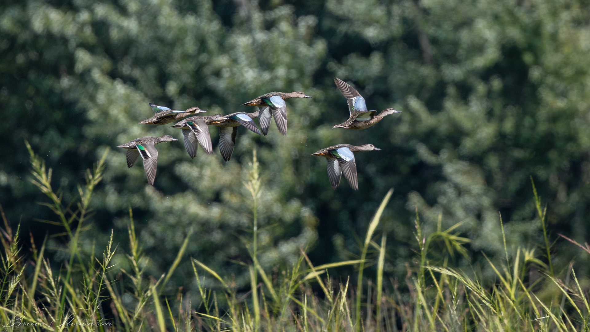 Green-winged & Blue-winged Teal